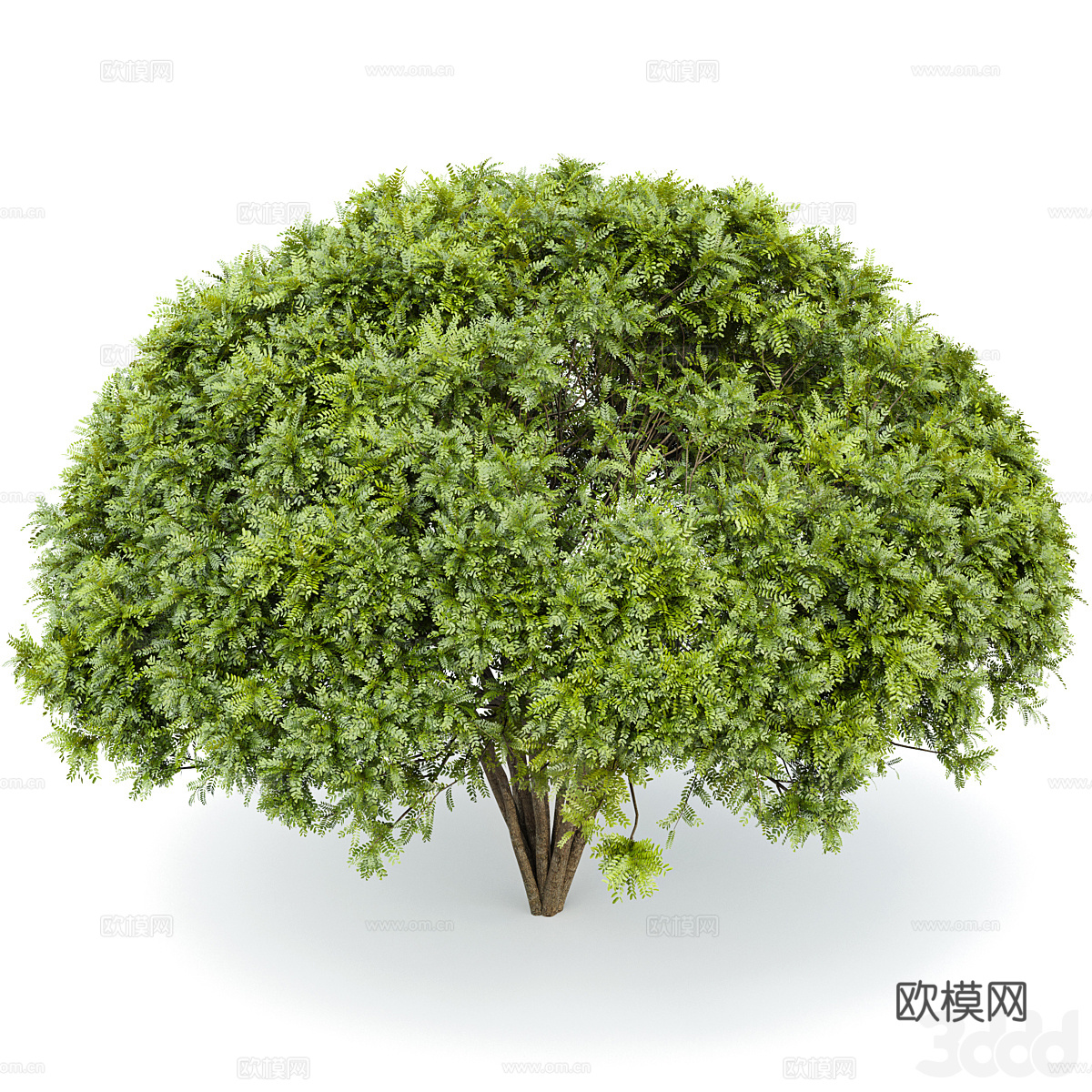 现代景观树 灌木3d模型