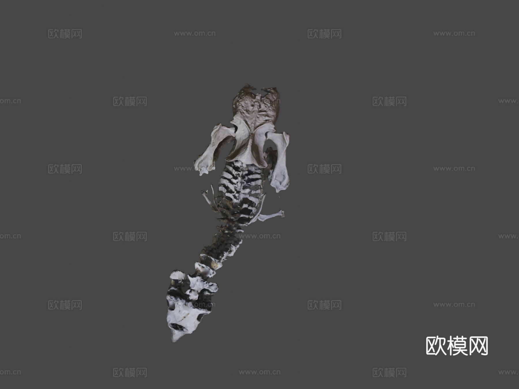 不飞鸟化石骨架3d模型