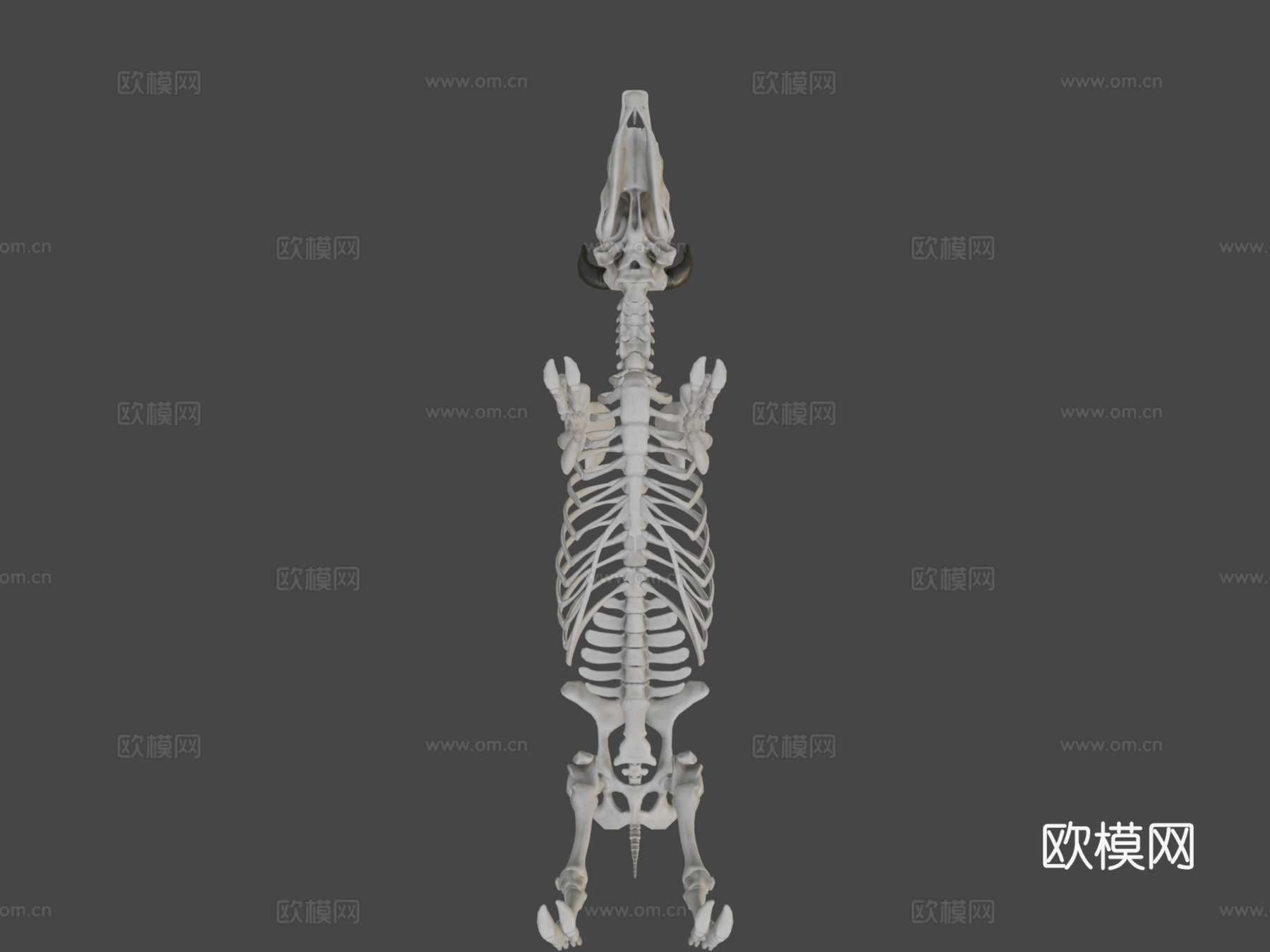 牛骨架3d模型