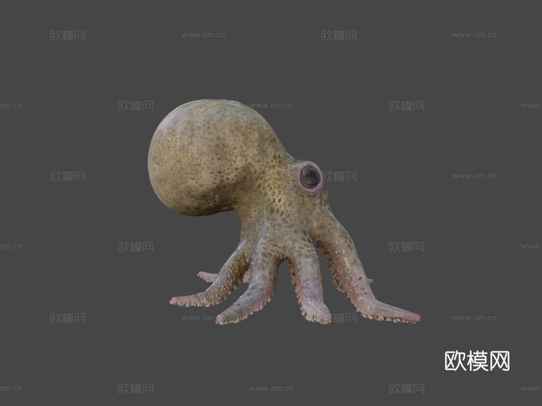 小章鱼3d模型