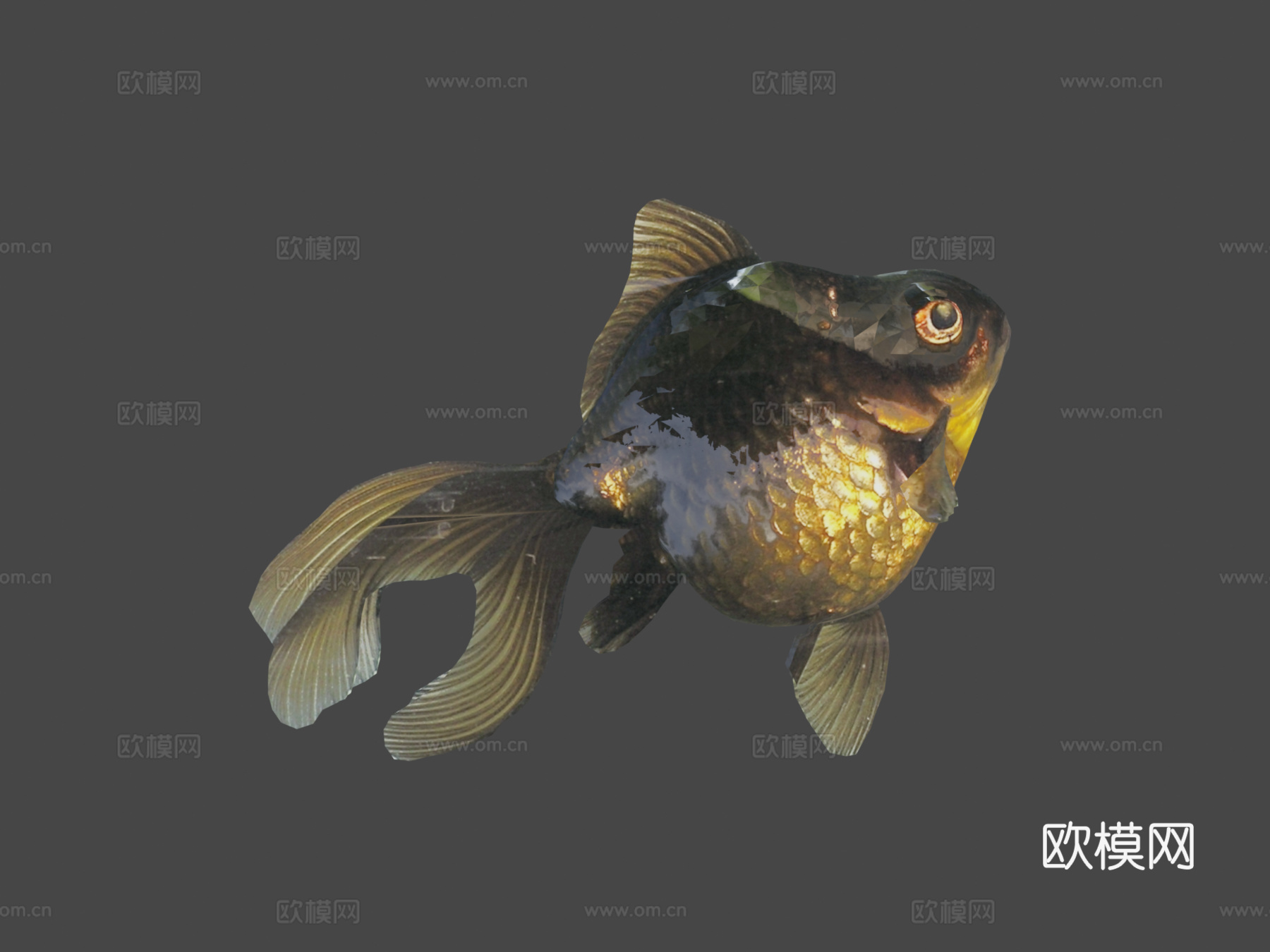 黑沼金鱼(Smoothie-3D上传)3d模型