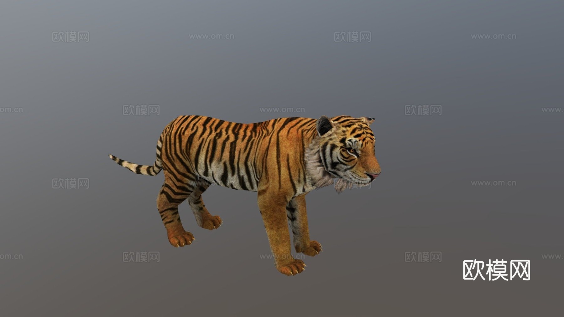 老虎3d模型