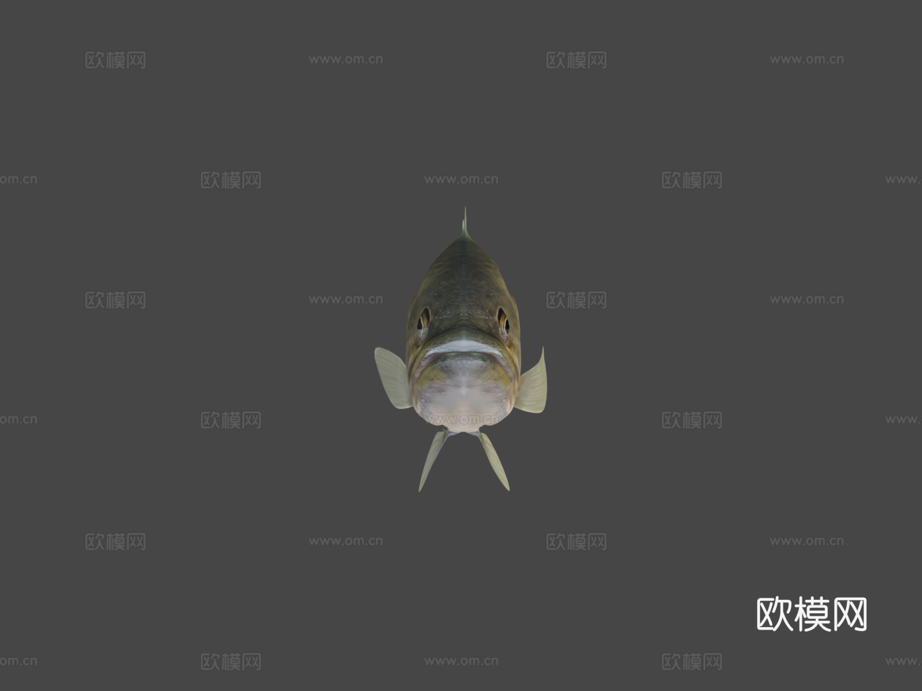 A型-大口黑鲈3d模型