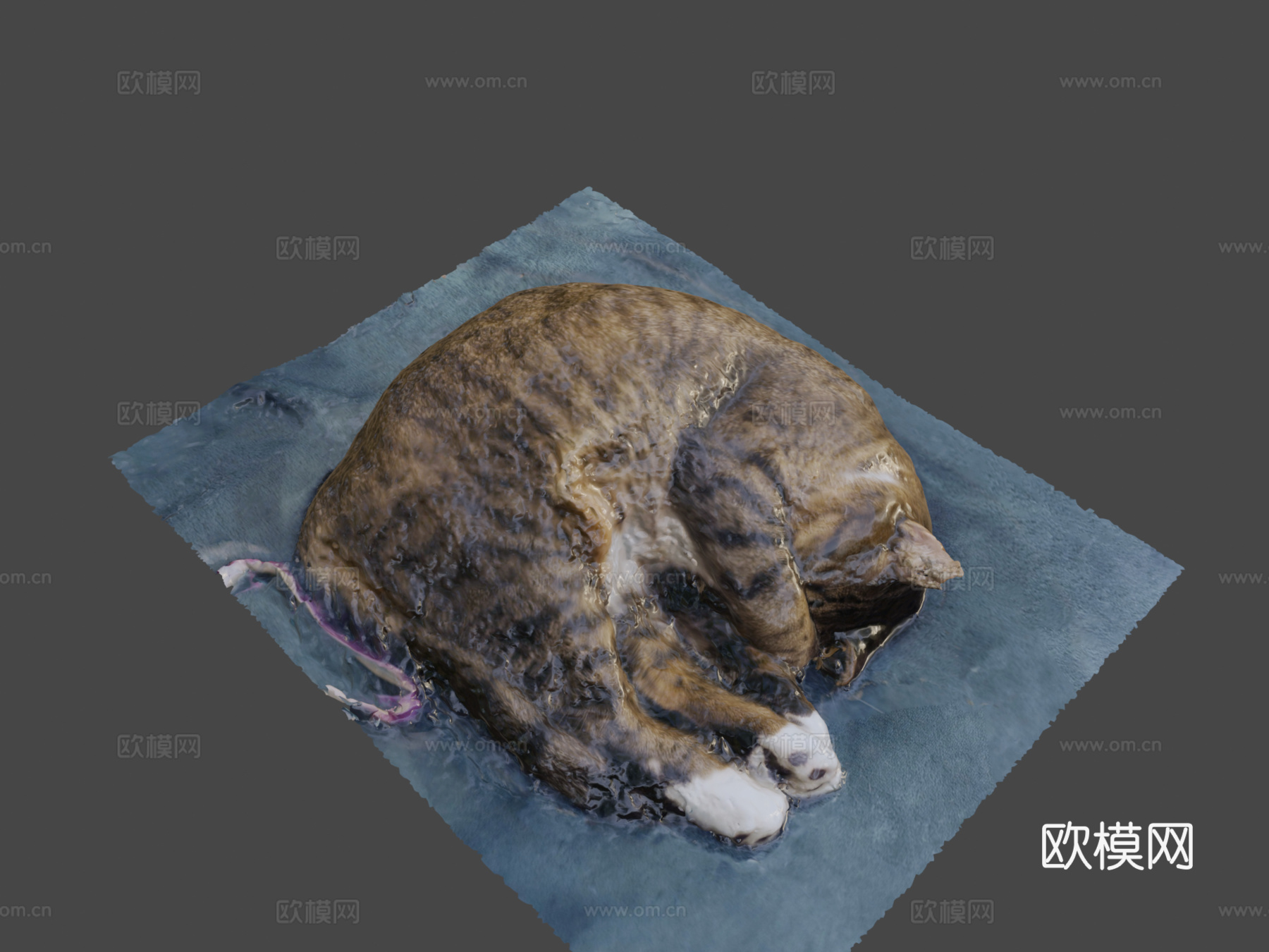 我的另一只猫3d模型