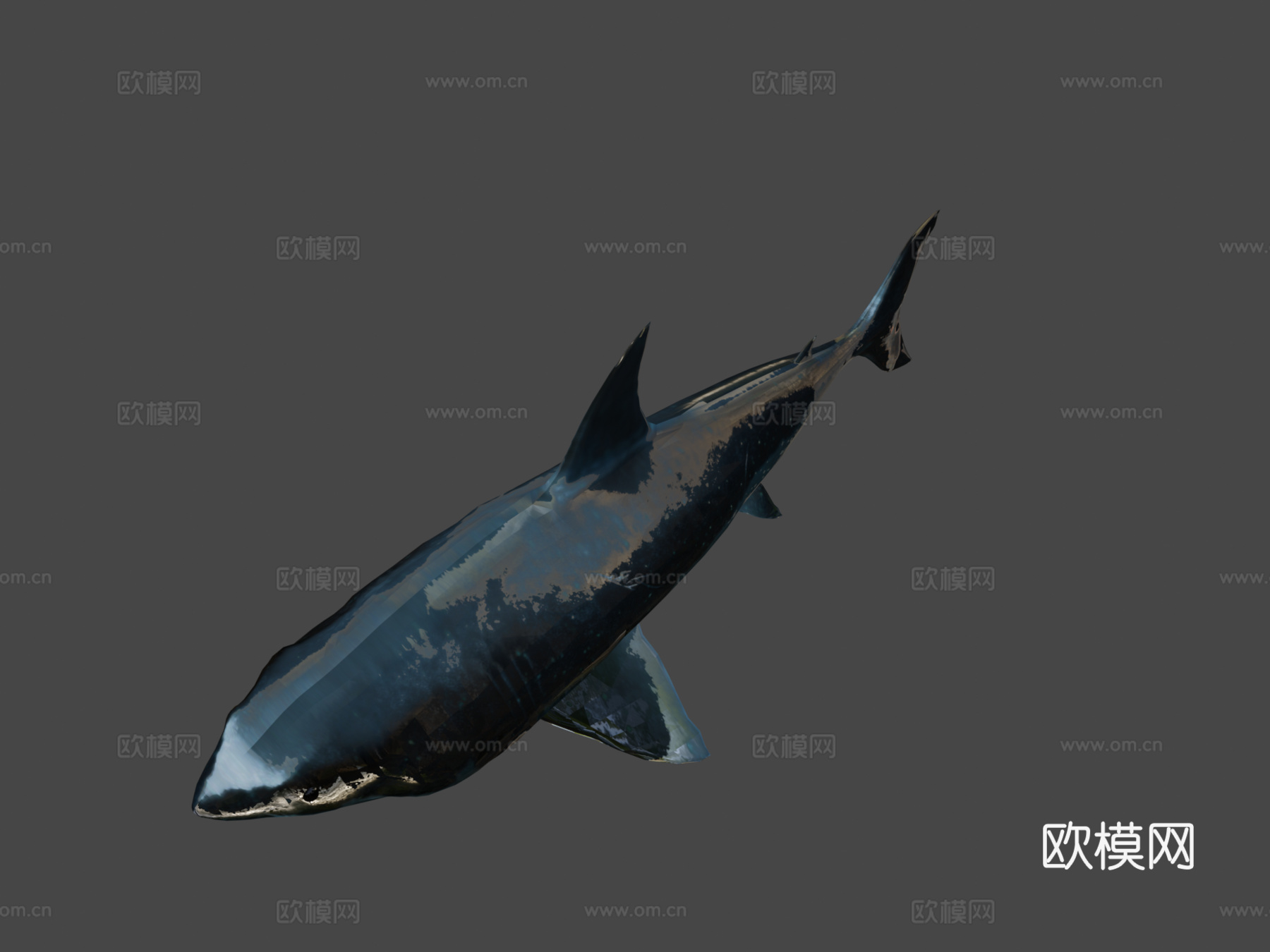 鲨鱼3d模型