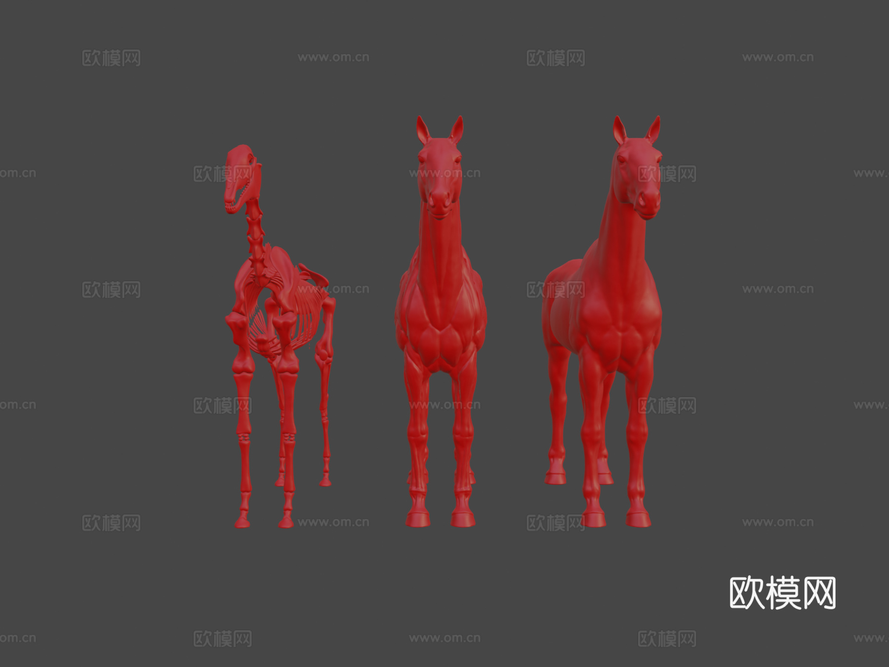 马匹解剖生态皮肤3d模型