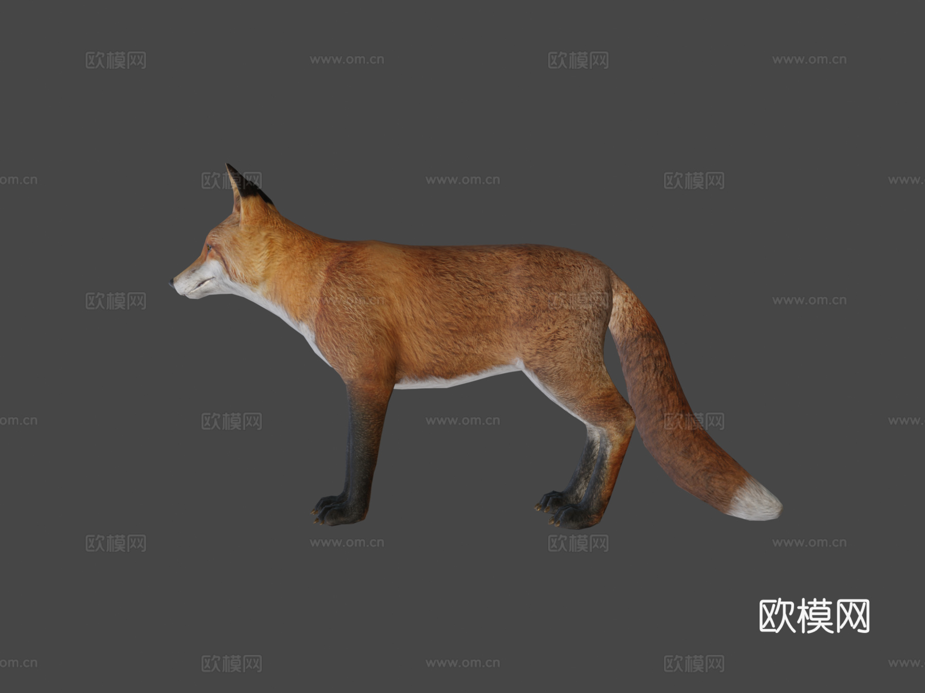 雄性狐狸3d模型