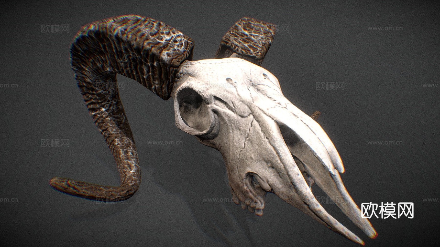山羊头骨3d模型
