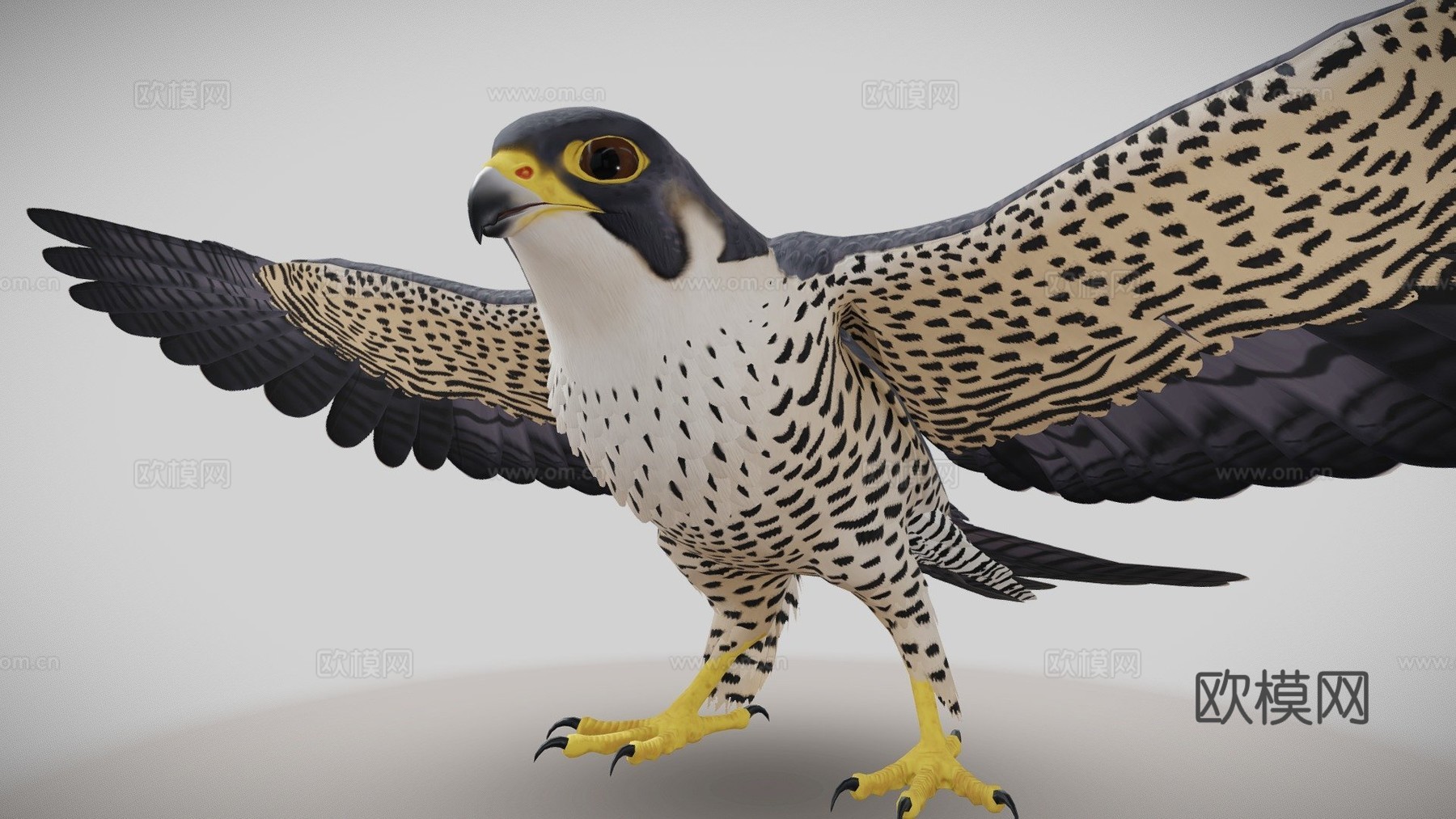 游隼3d模型