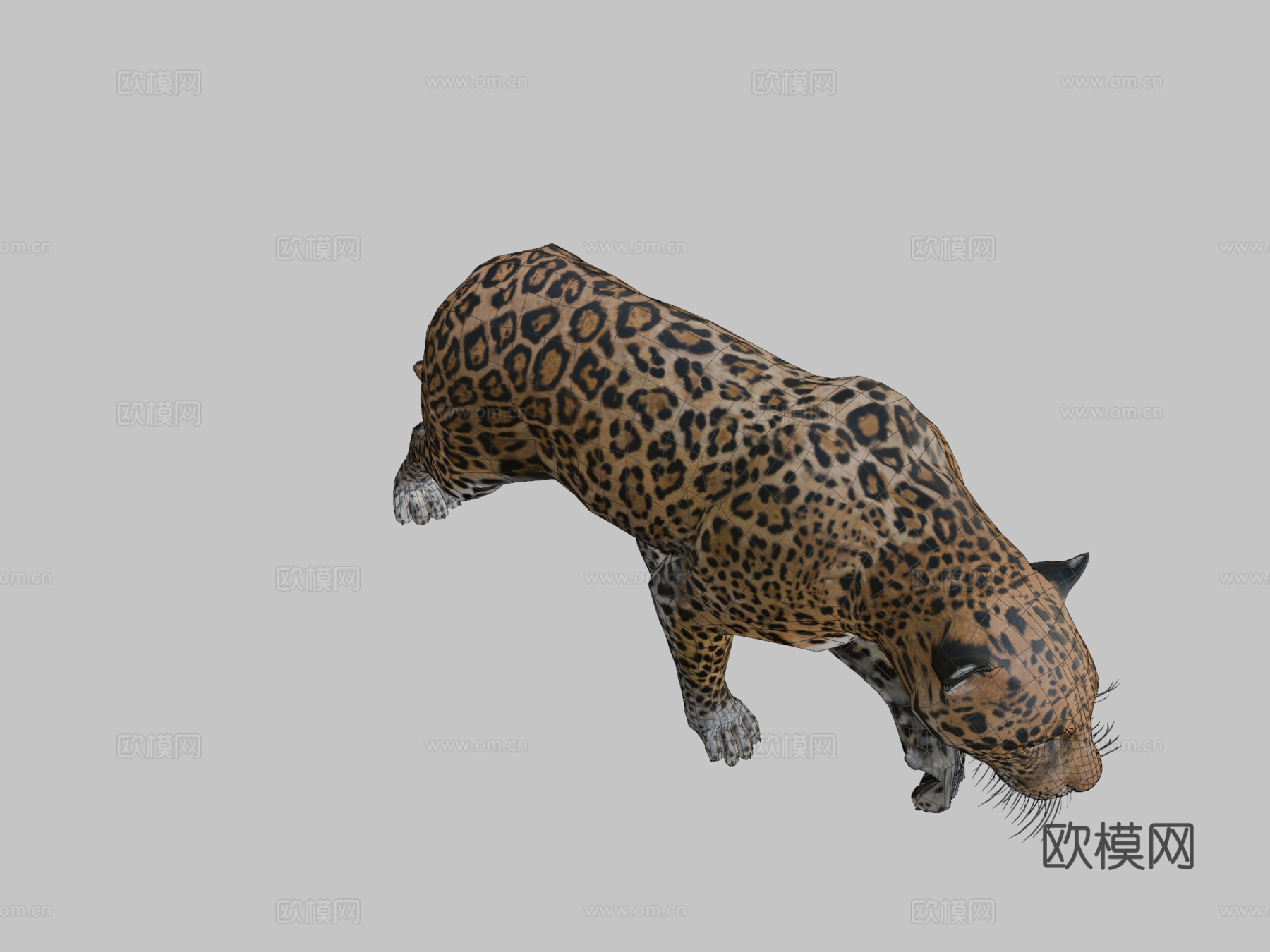 美洲虎3d模型