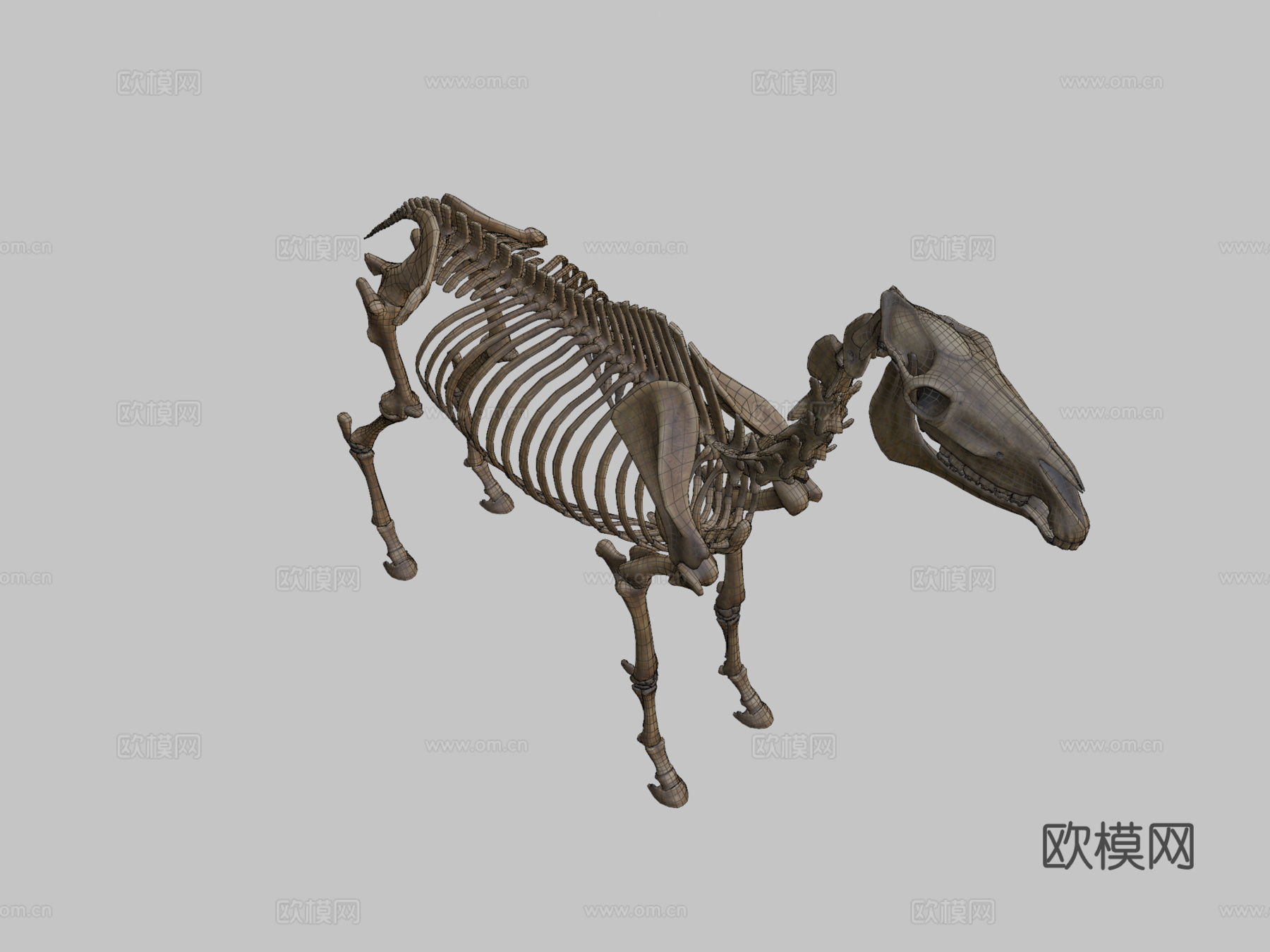 马骨架3d模型