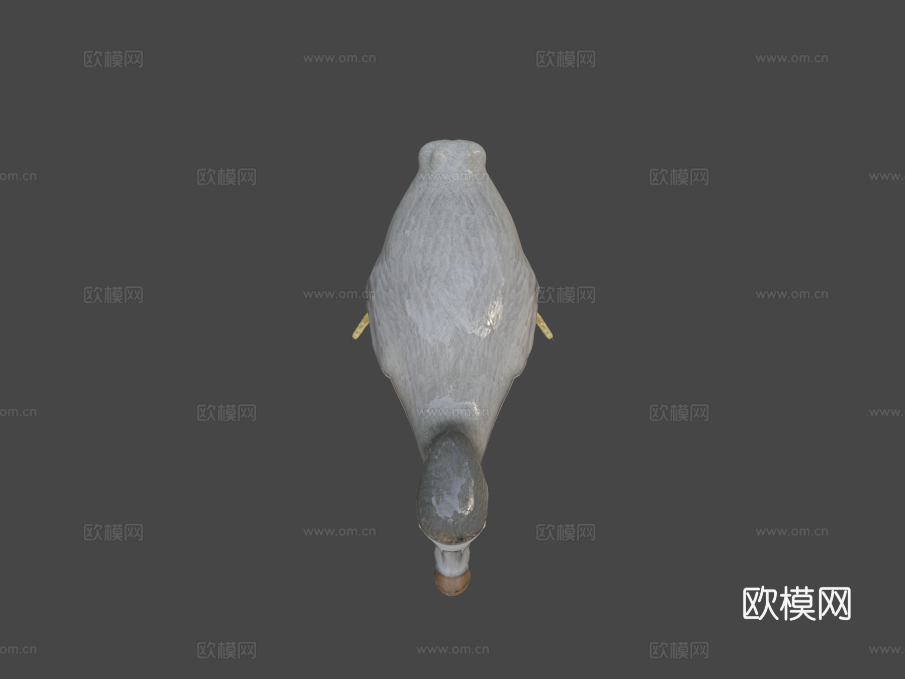 渡渡鸟[灭绝鸟类]3d模型
