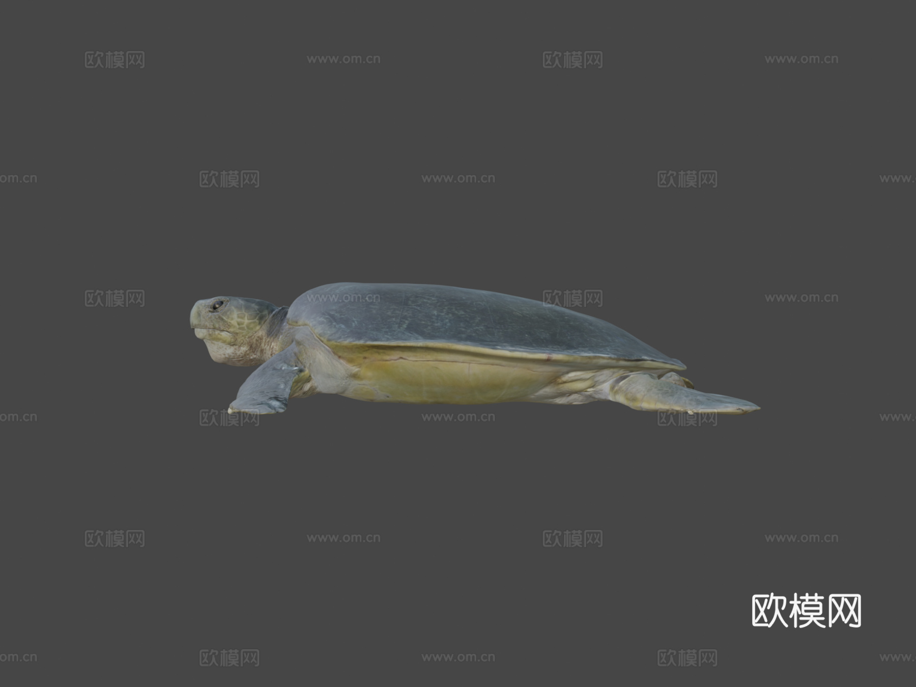 模型53A-平背海龟3d模型