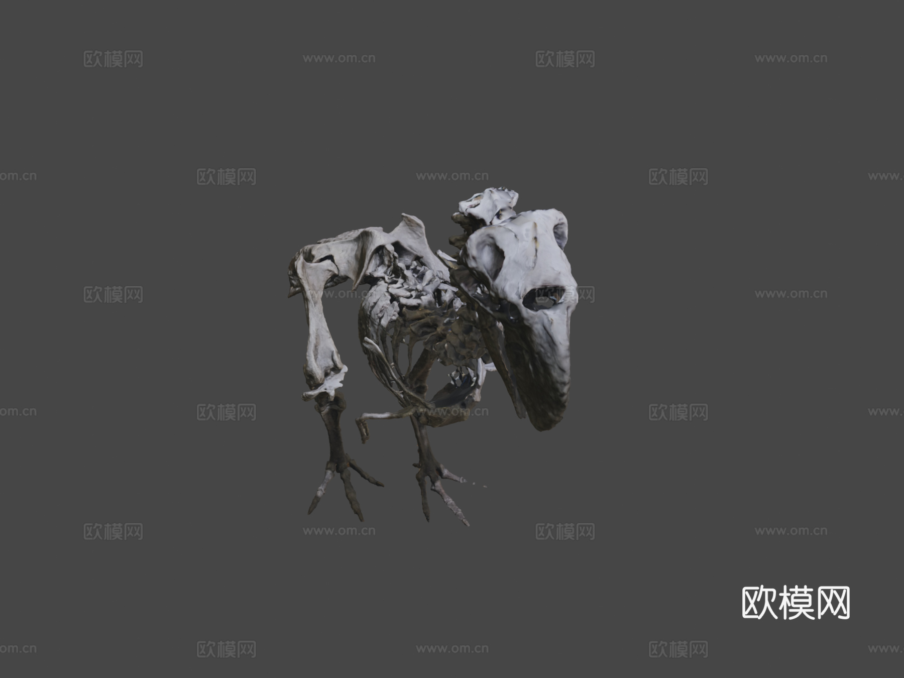 不飞鸟化石骨架3d模型