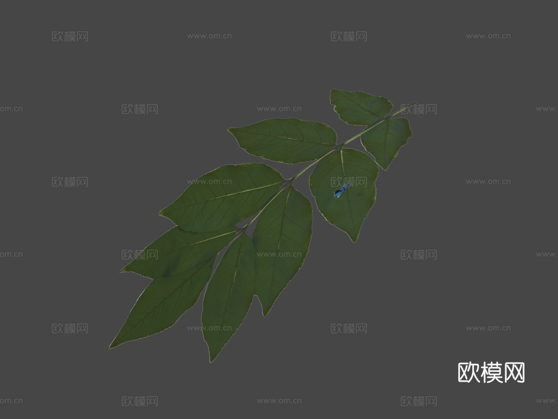 翱翔蝴蝶动画3d模型