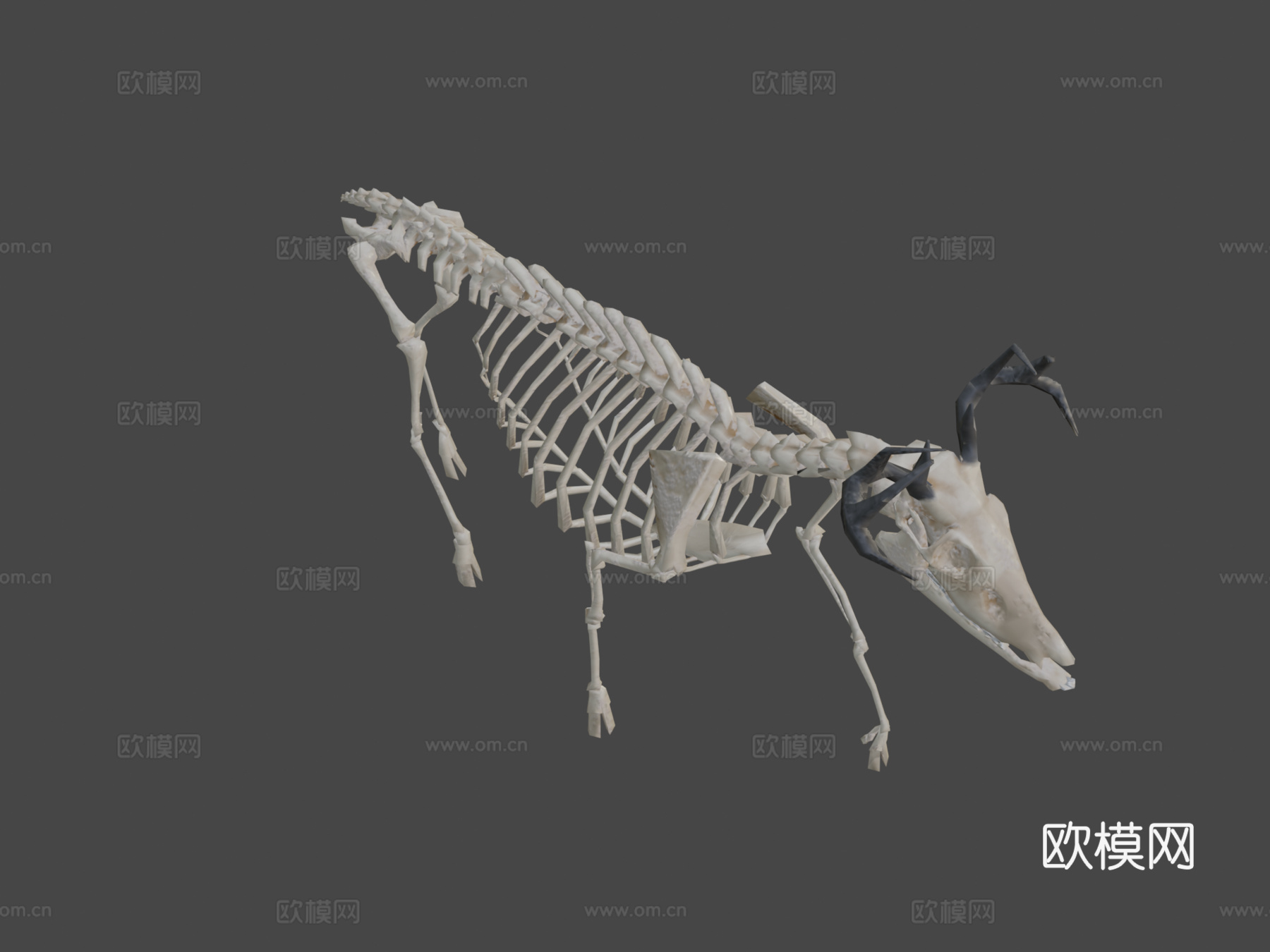 低多边形鹿骨架3d模型