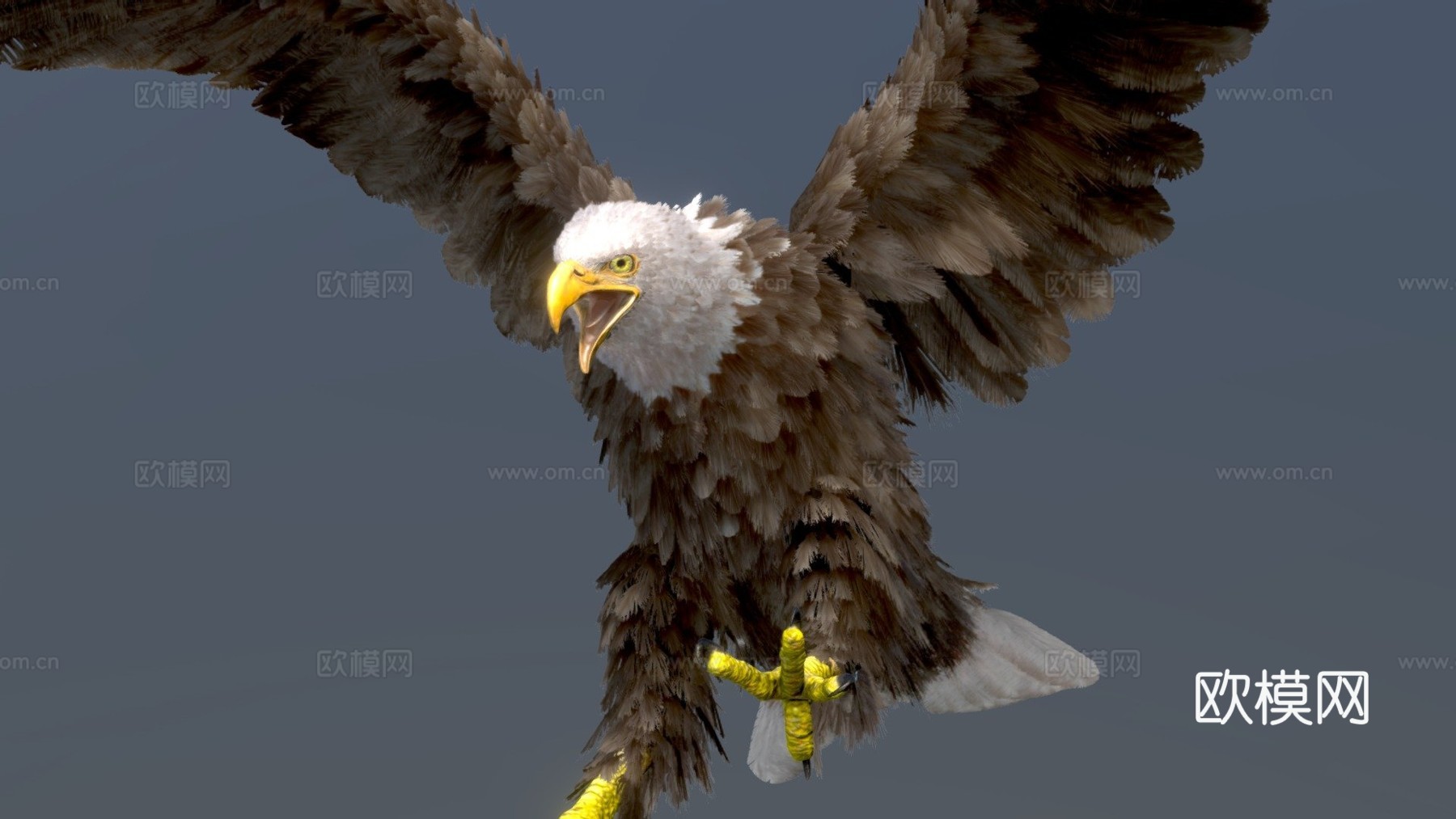 白头海雕3d模型