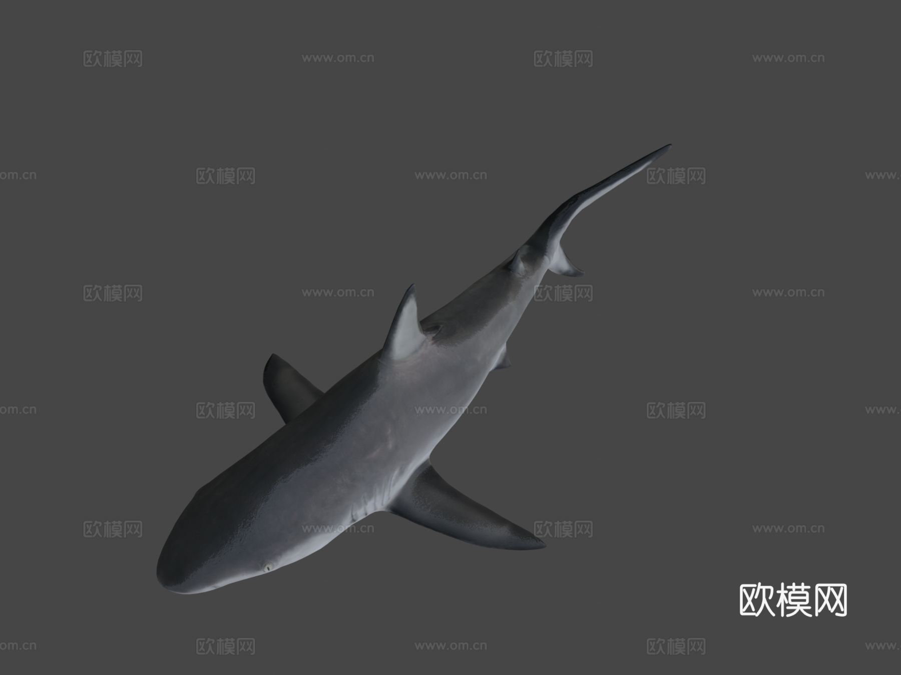 A模型-加勒比礁鲨3d模型
