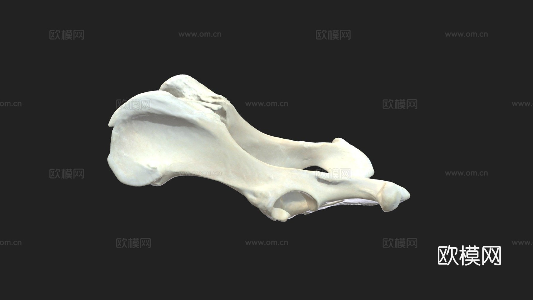 狗盆骨髋骨3d模型