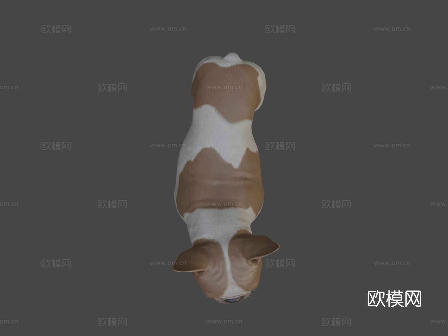 法国斗牛犬3d模型