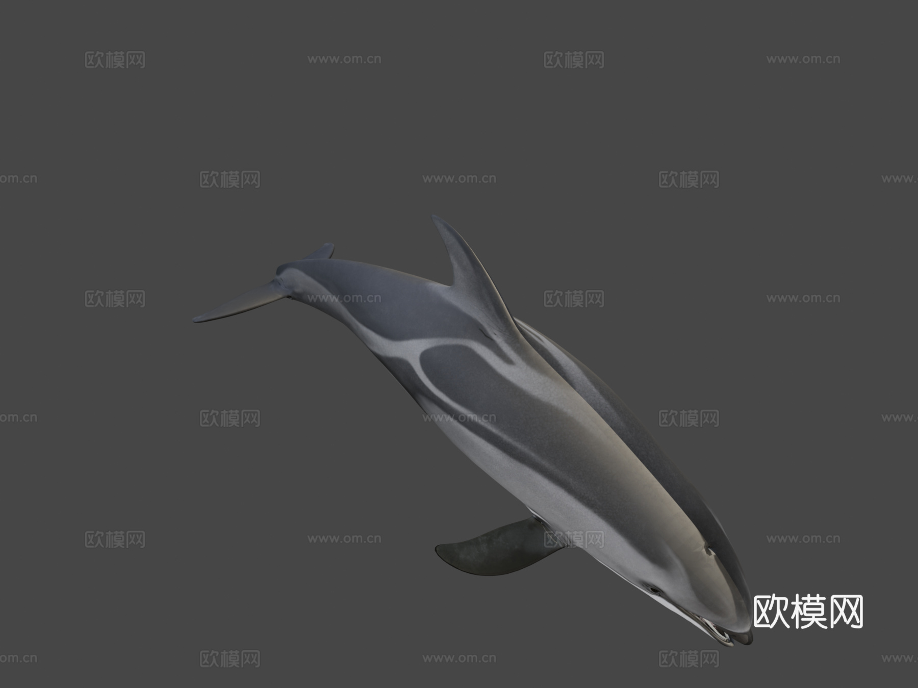 太平洋白侧海豚3d模型