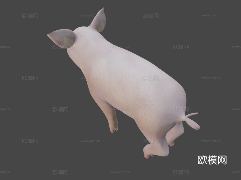 小猪3d模型下载(渲染图7)