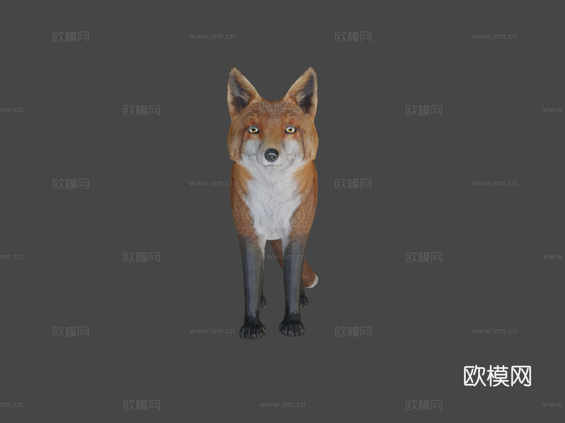 雄性狐狸3d模型