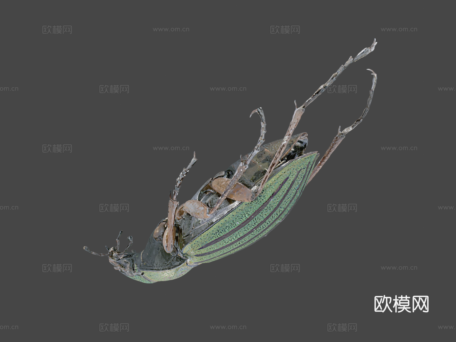 金缘步甲(自然历史数字档案DiNArDa)3d模型