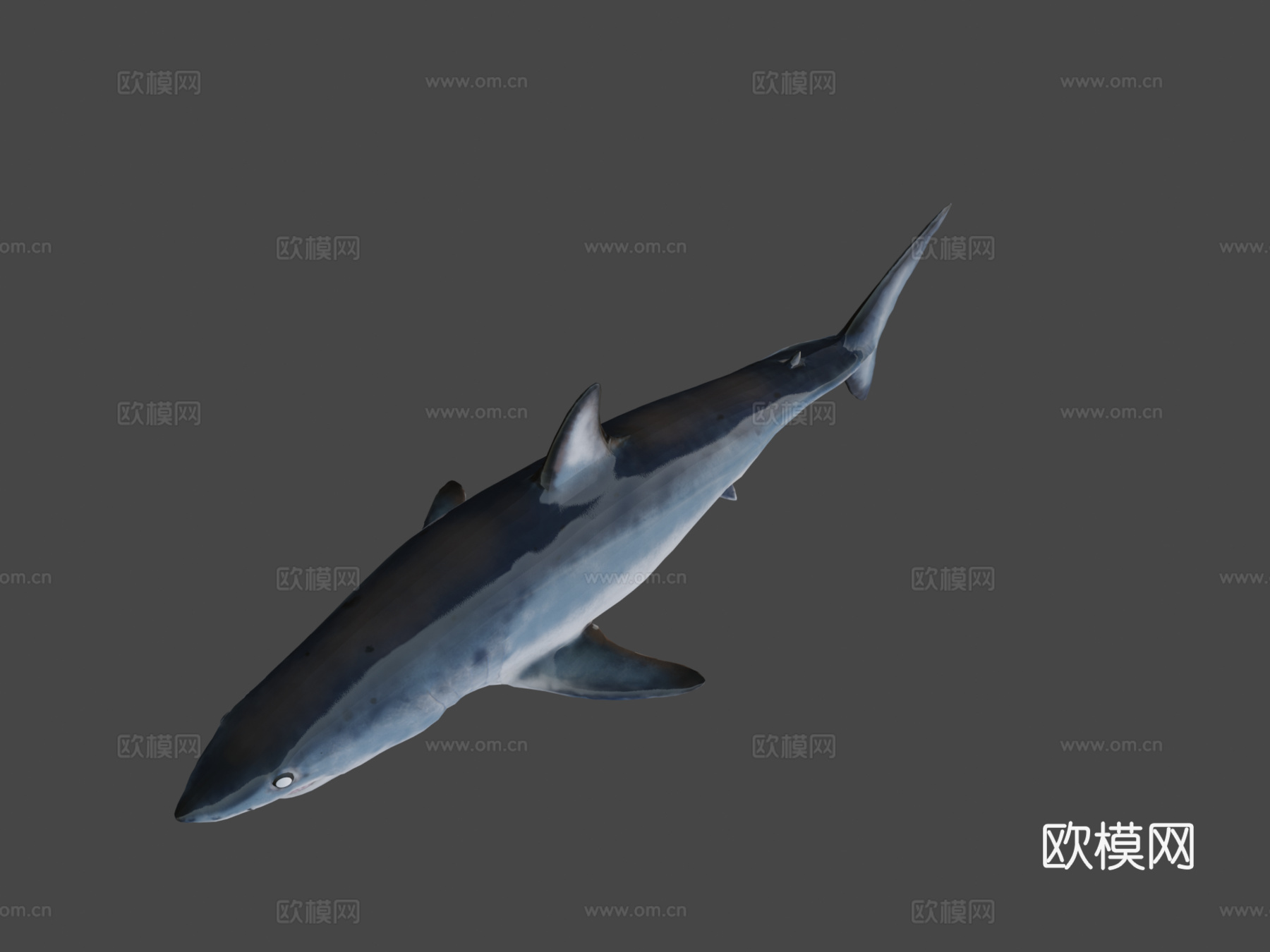A型-短鳍灰鲭鲨3d模型