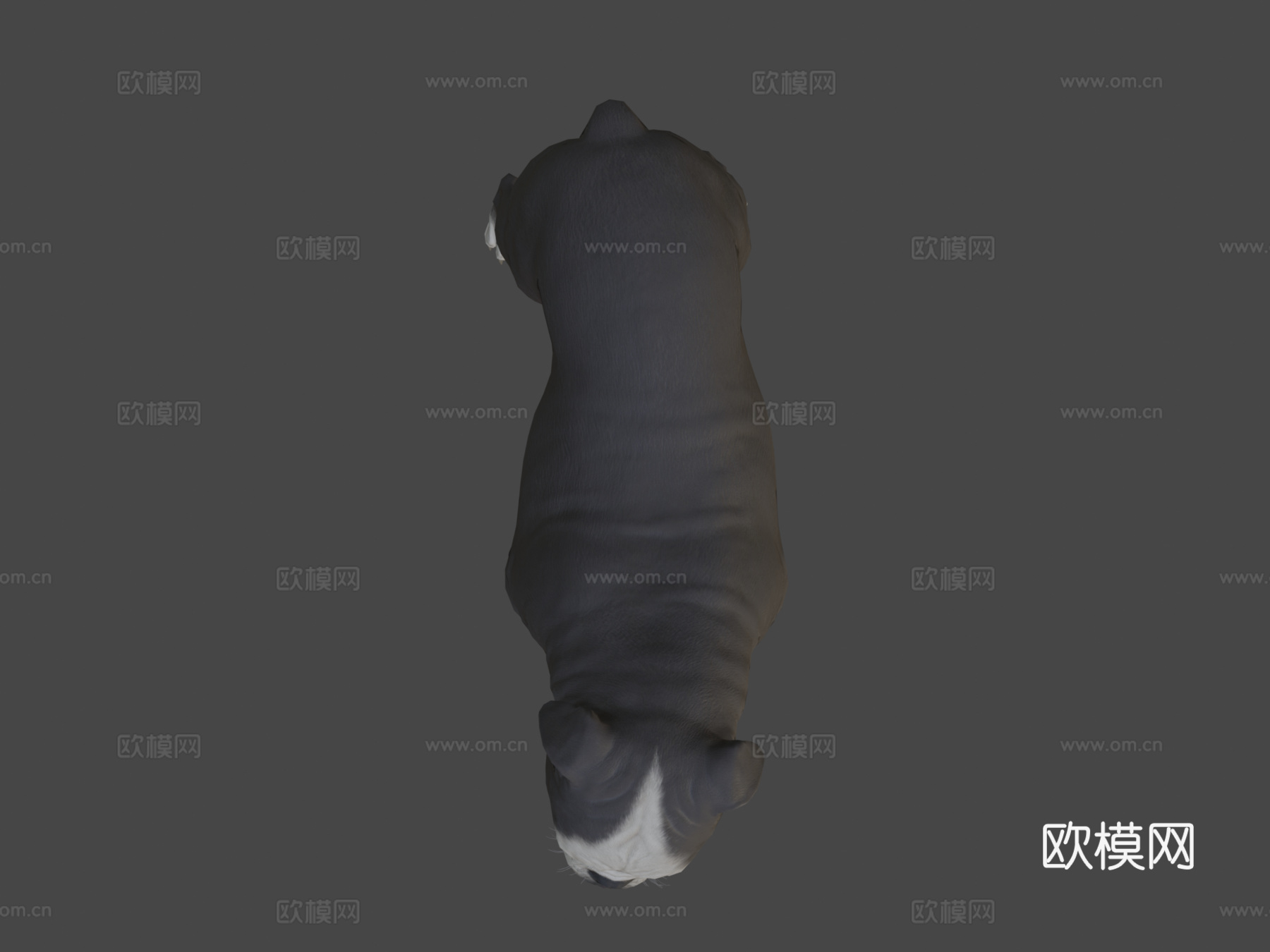 英国斗牛犬3d模型