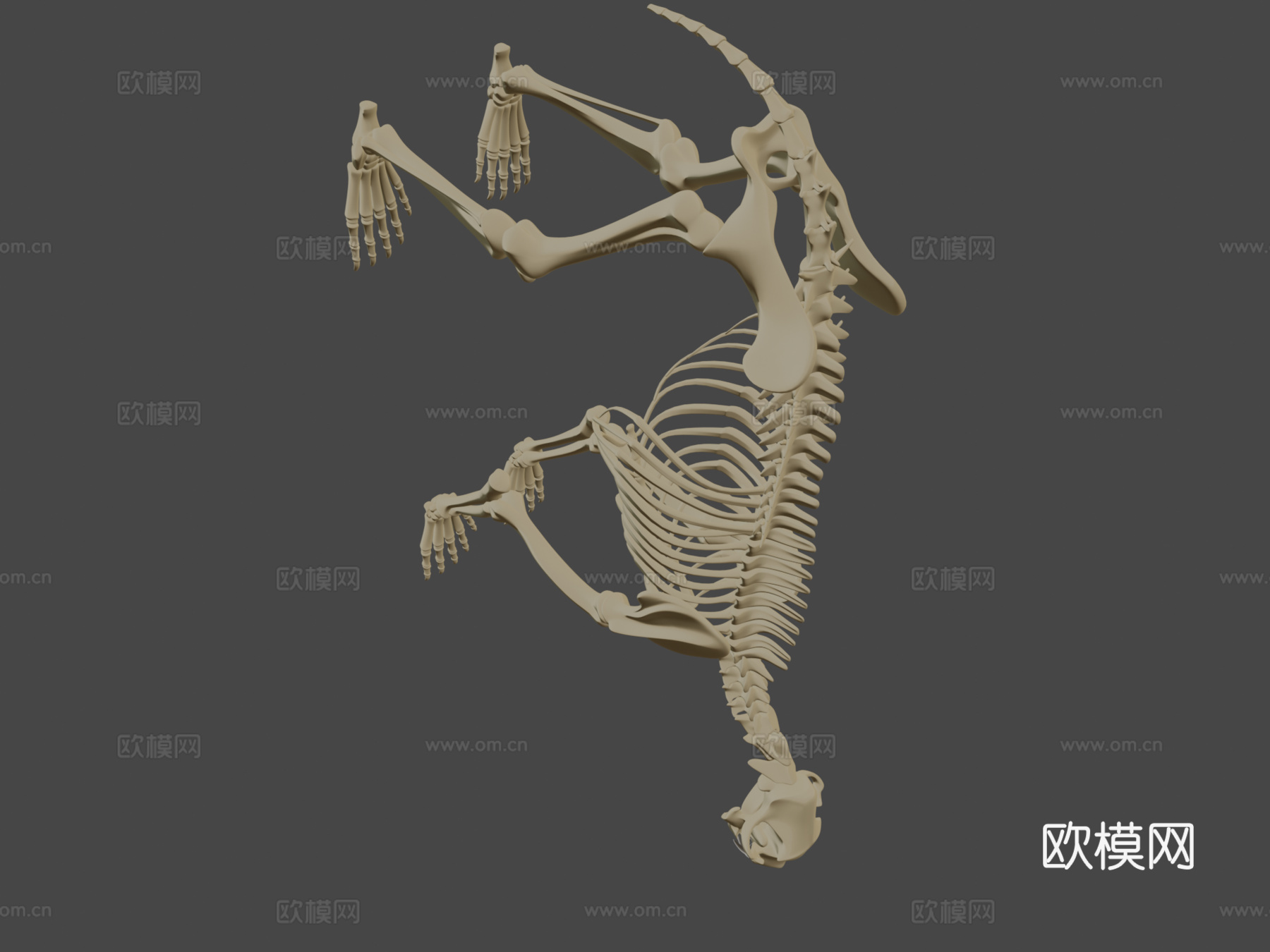 熊骨架3d模型