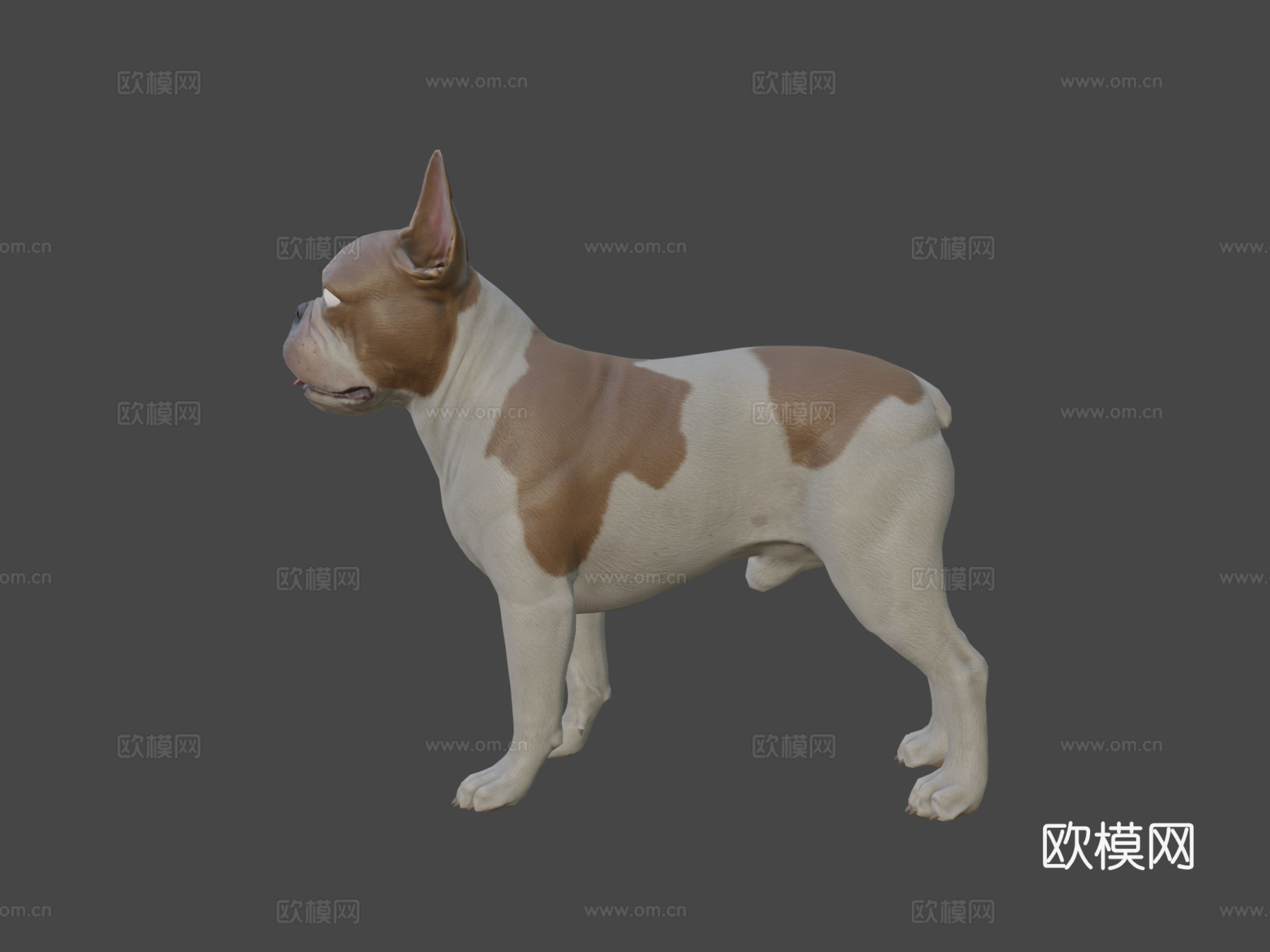 法国斗牛犬3d模型