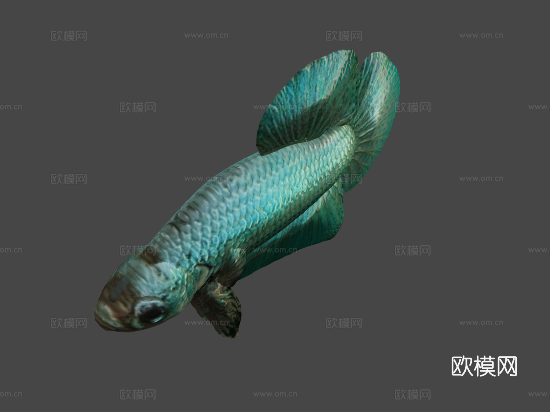 蓝色斗鱼3d模型