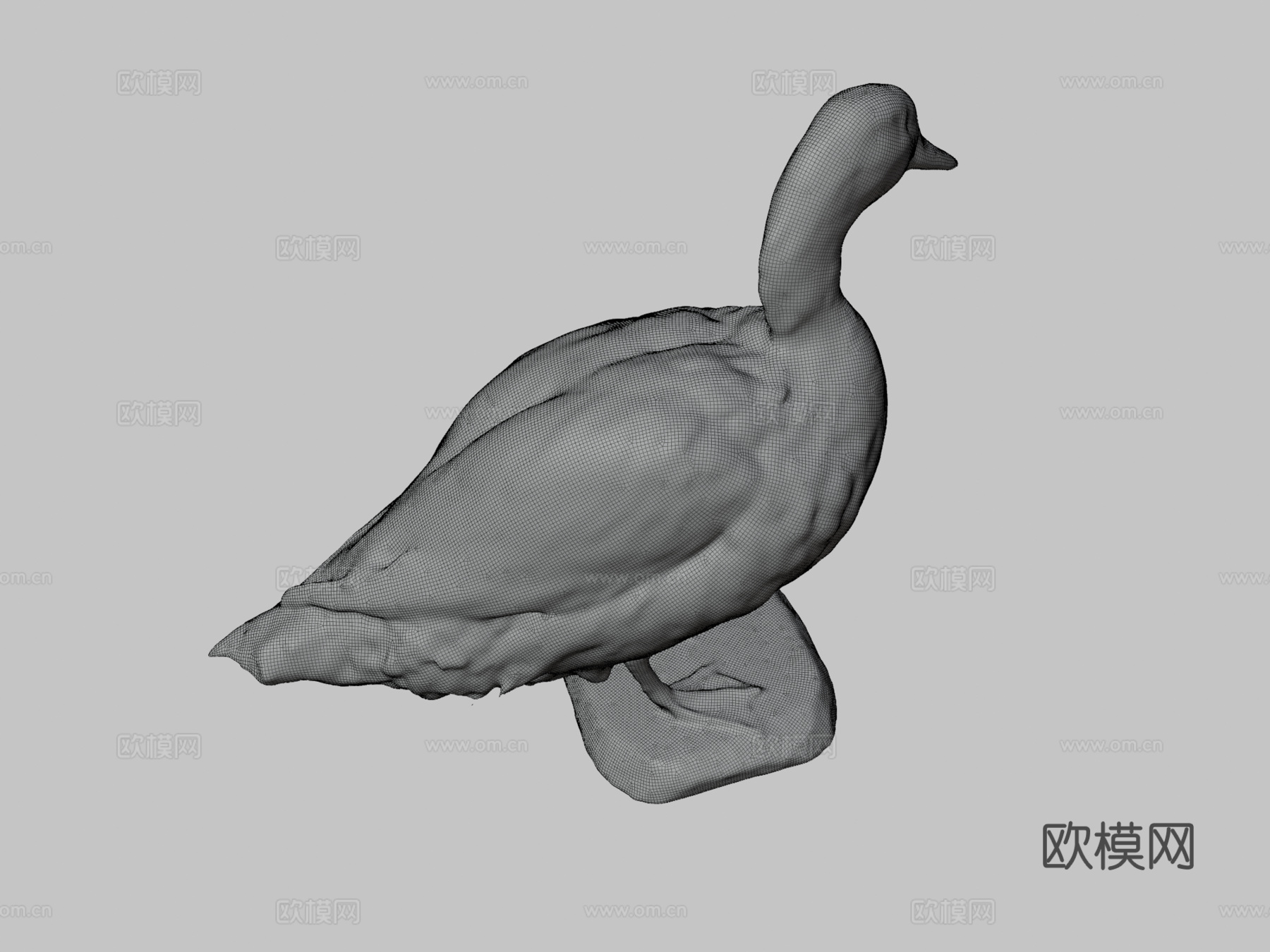 鸭子杂交种3d模型