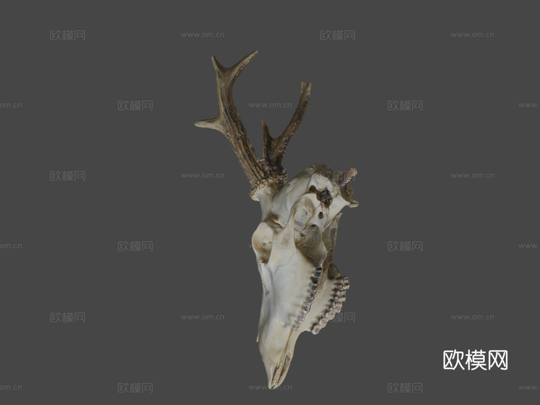 欣快鹿头骨3d模型