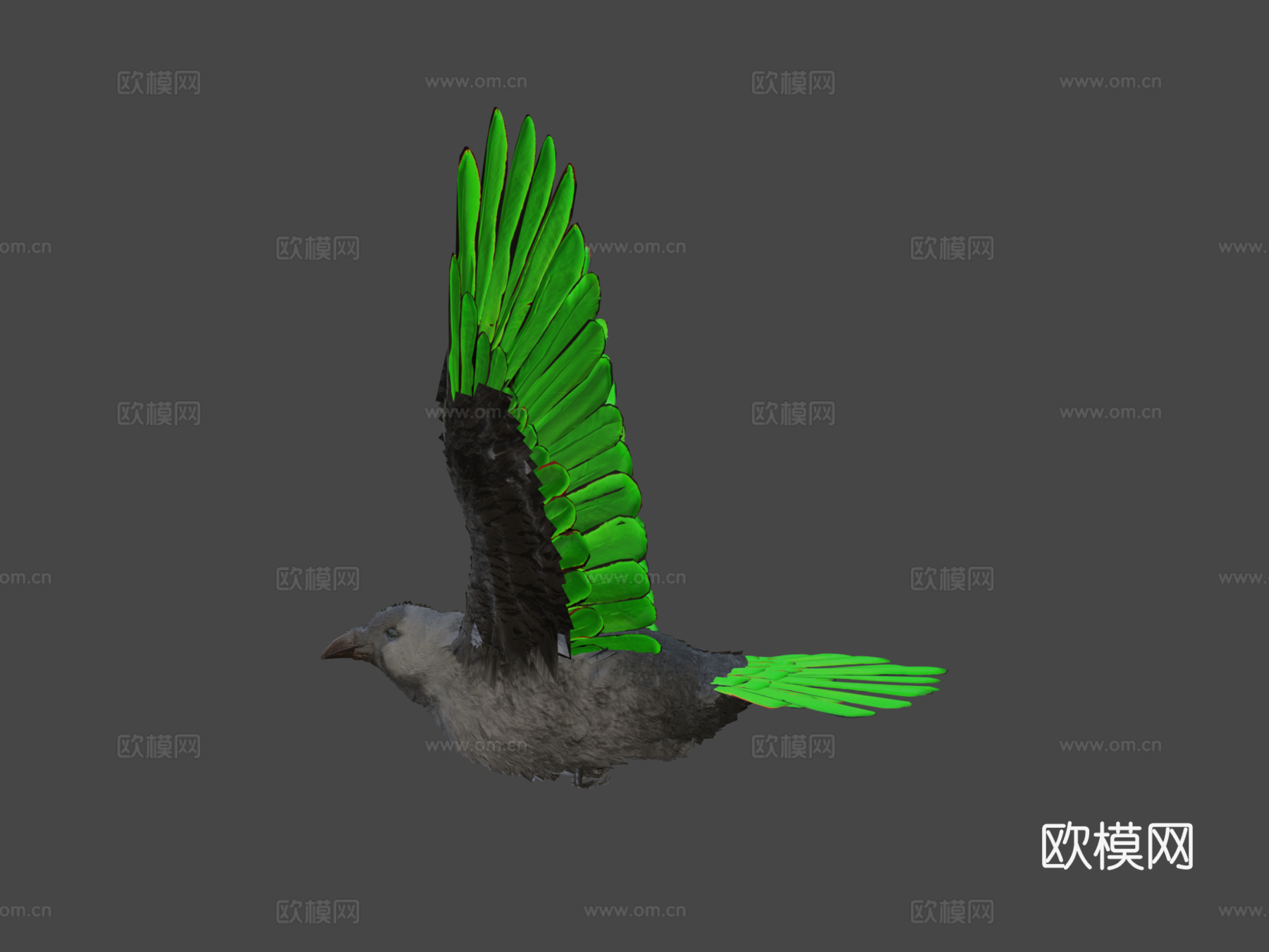 逼真渡鸦-乌鸦3d模型