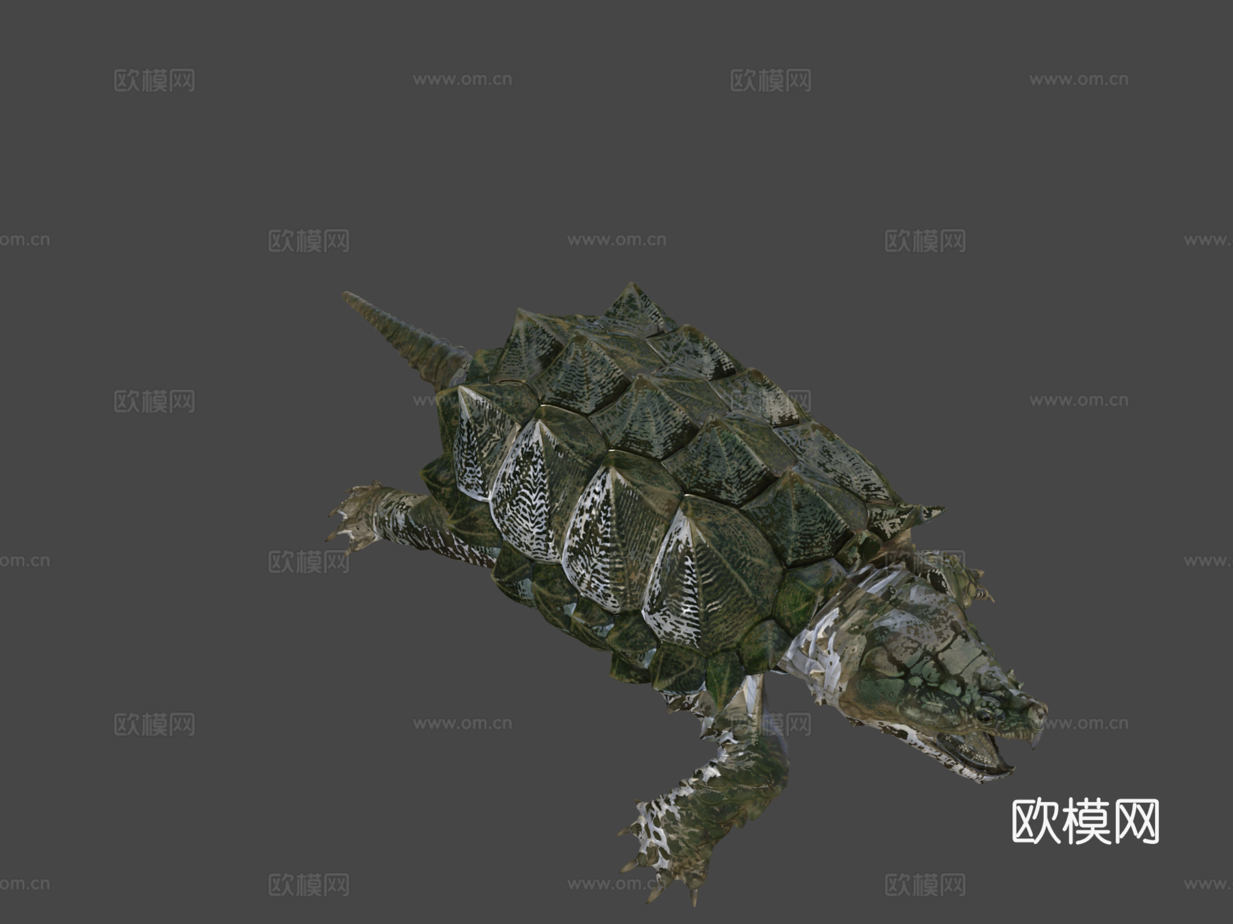 鳄龟3d模型