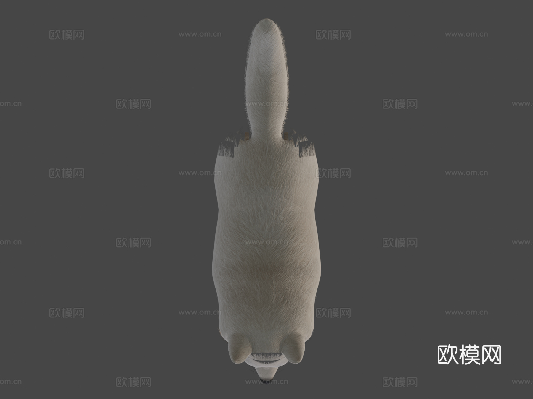 博美犬3d模型