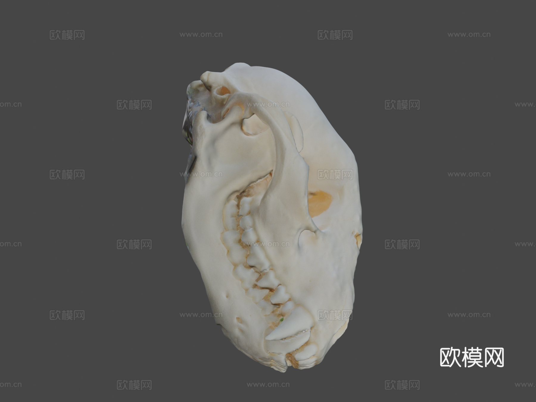 浣熊头骨3d模型