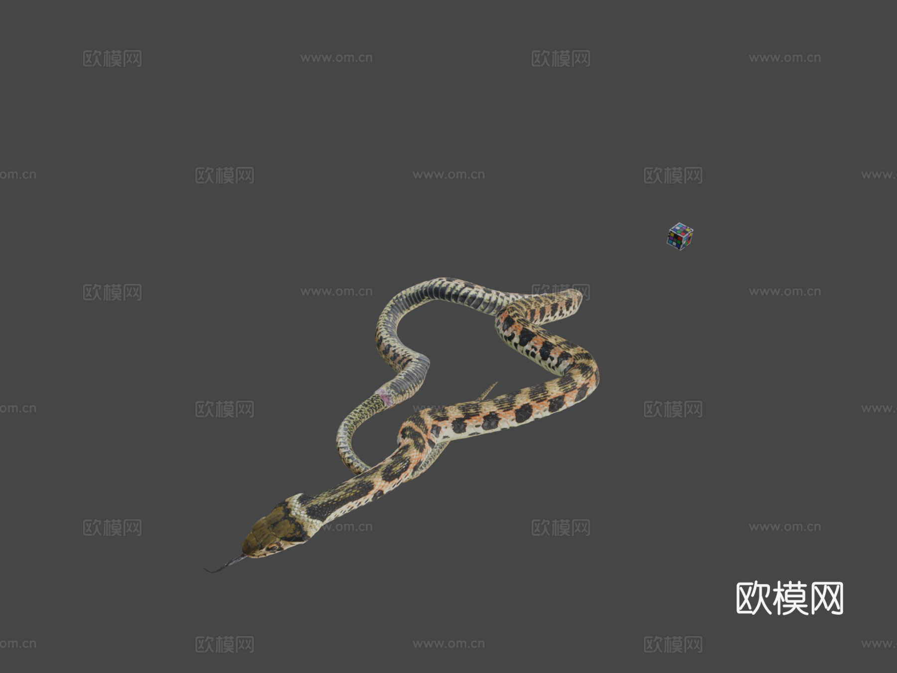 CC0虎斑游蛇?虎斑颈槽蛇R.tigrinus3d模型