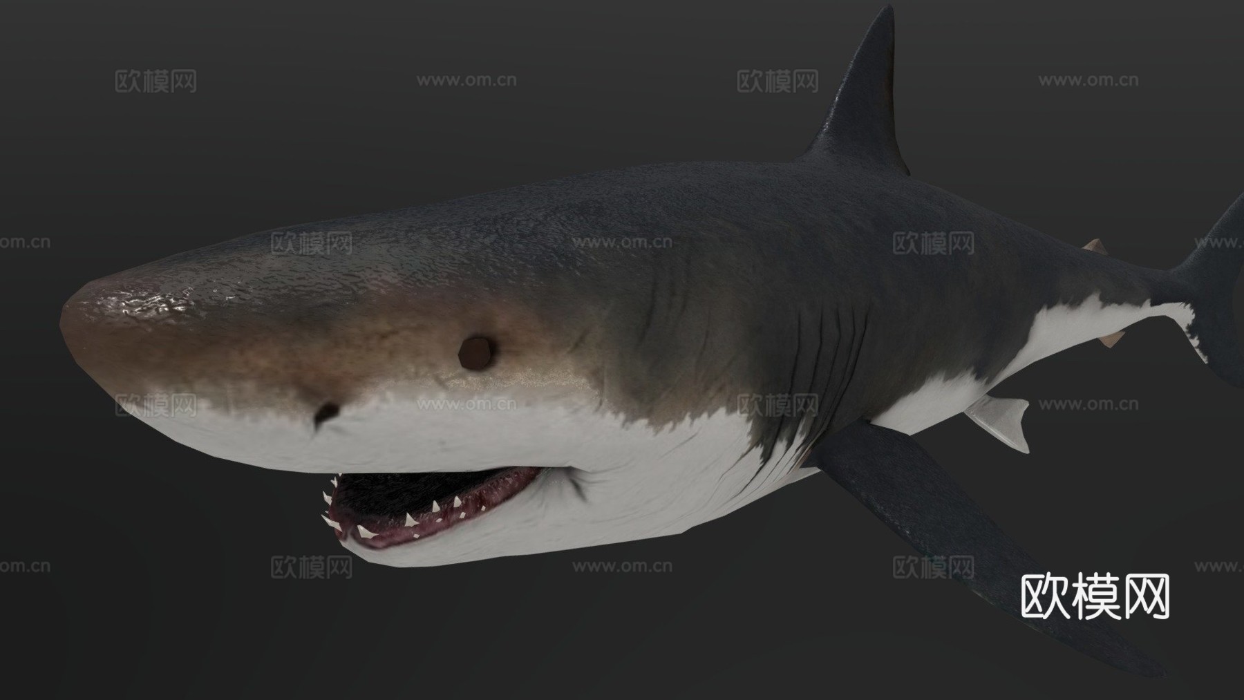 巨齿鲨3d模型