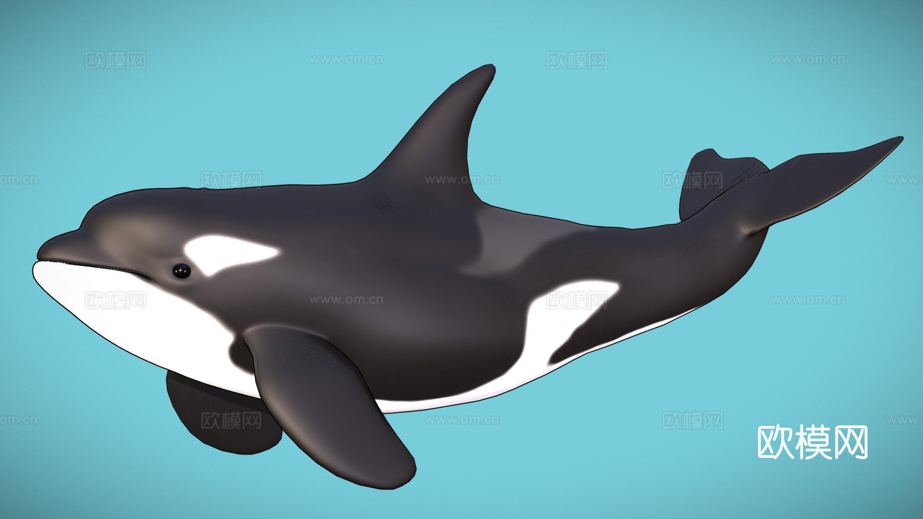 虎鲸3d模型