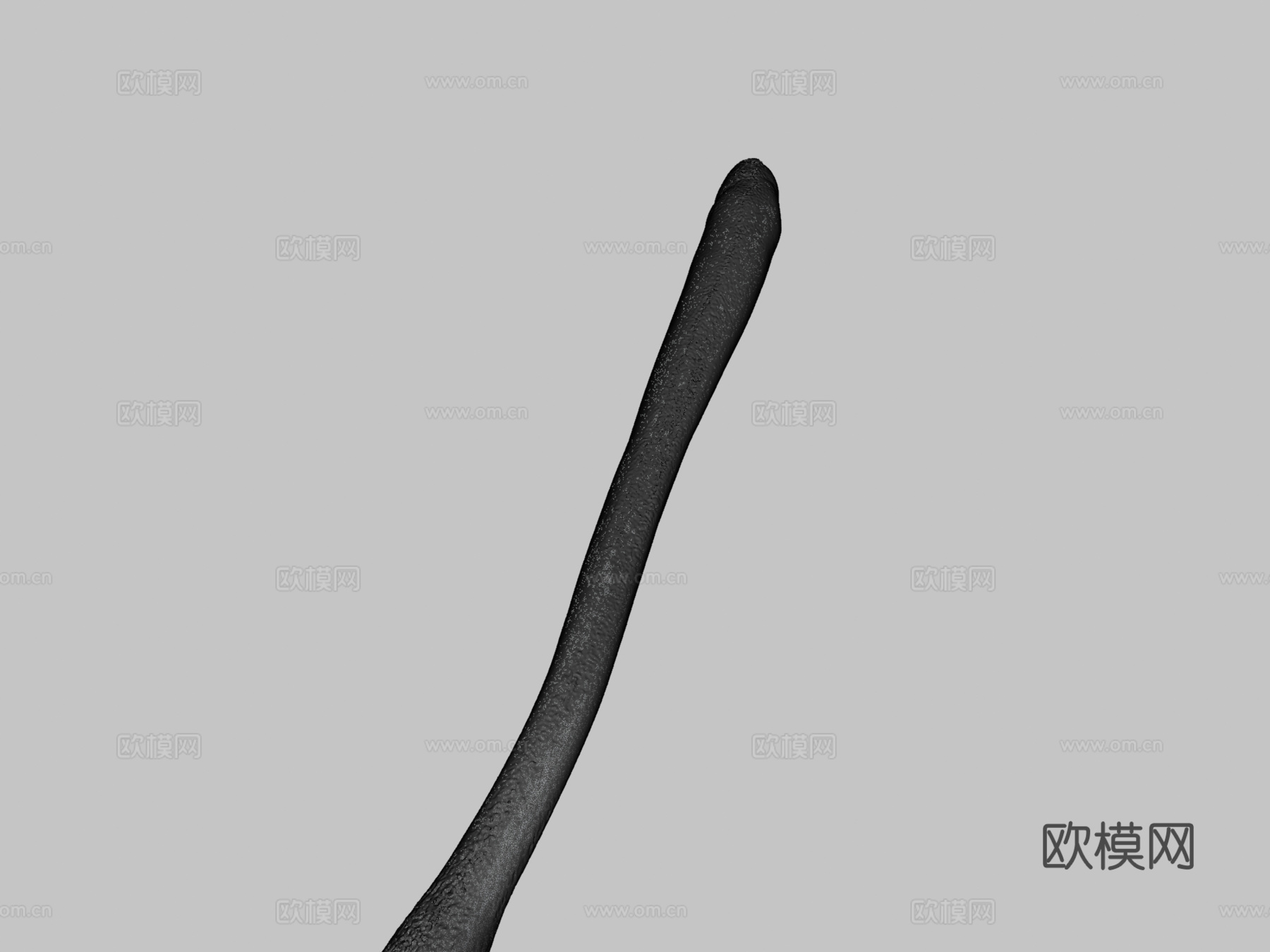 海象阴茎骨3d模型