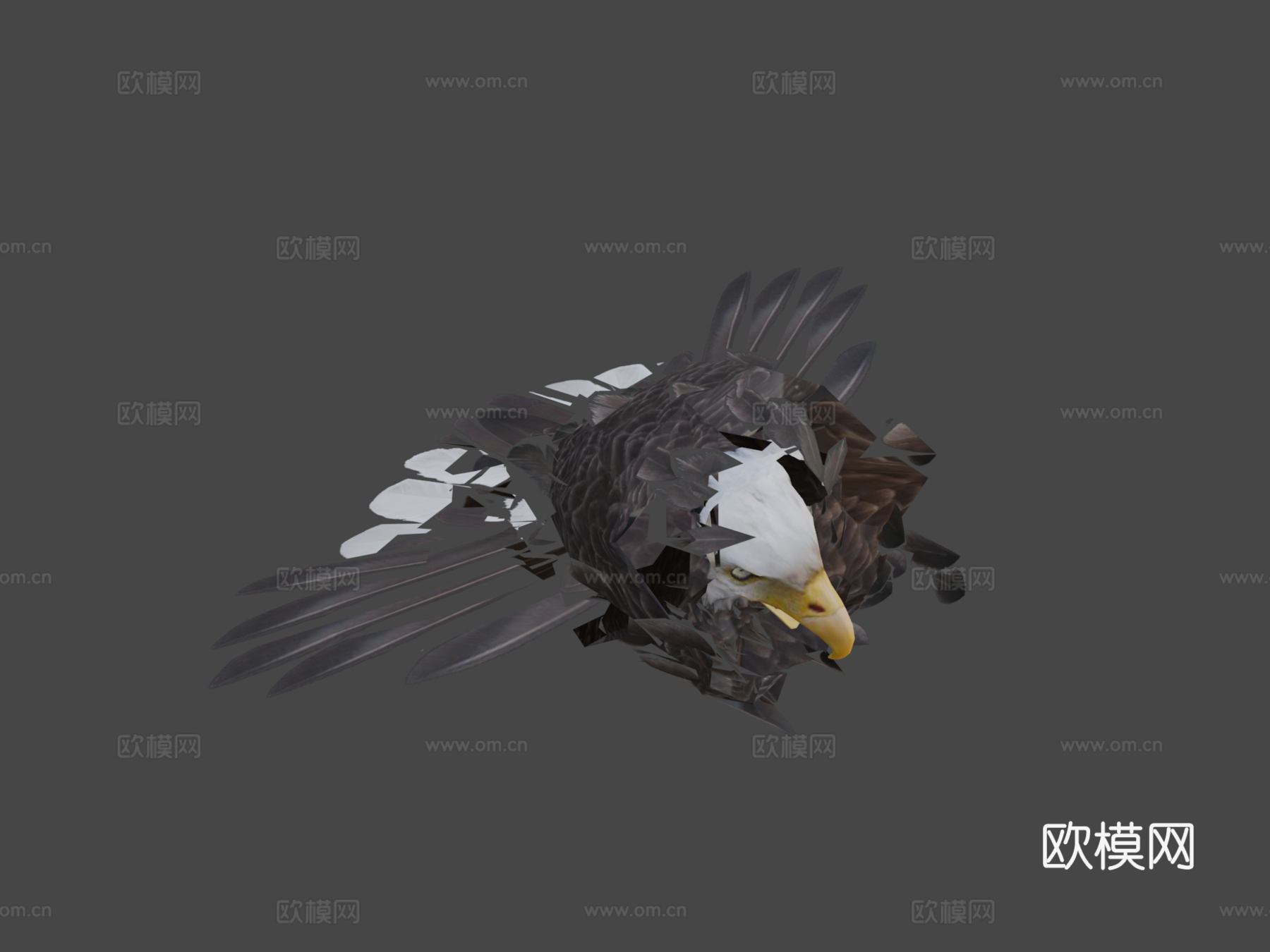动物界-白头海雕与金雕3d模型