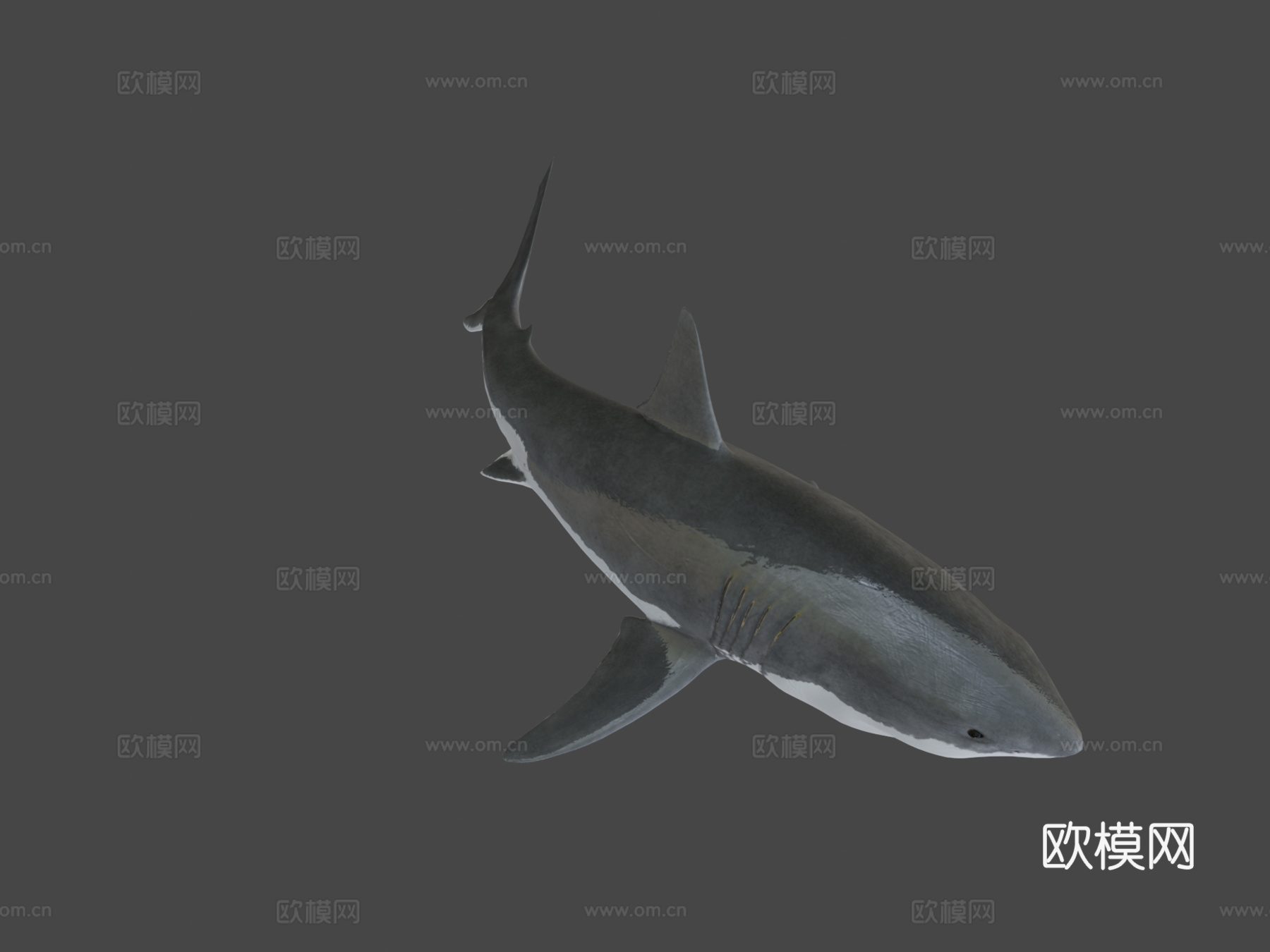 大白鲨-绑定与动画3d模型