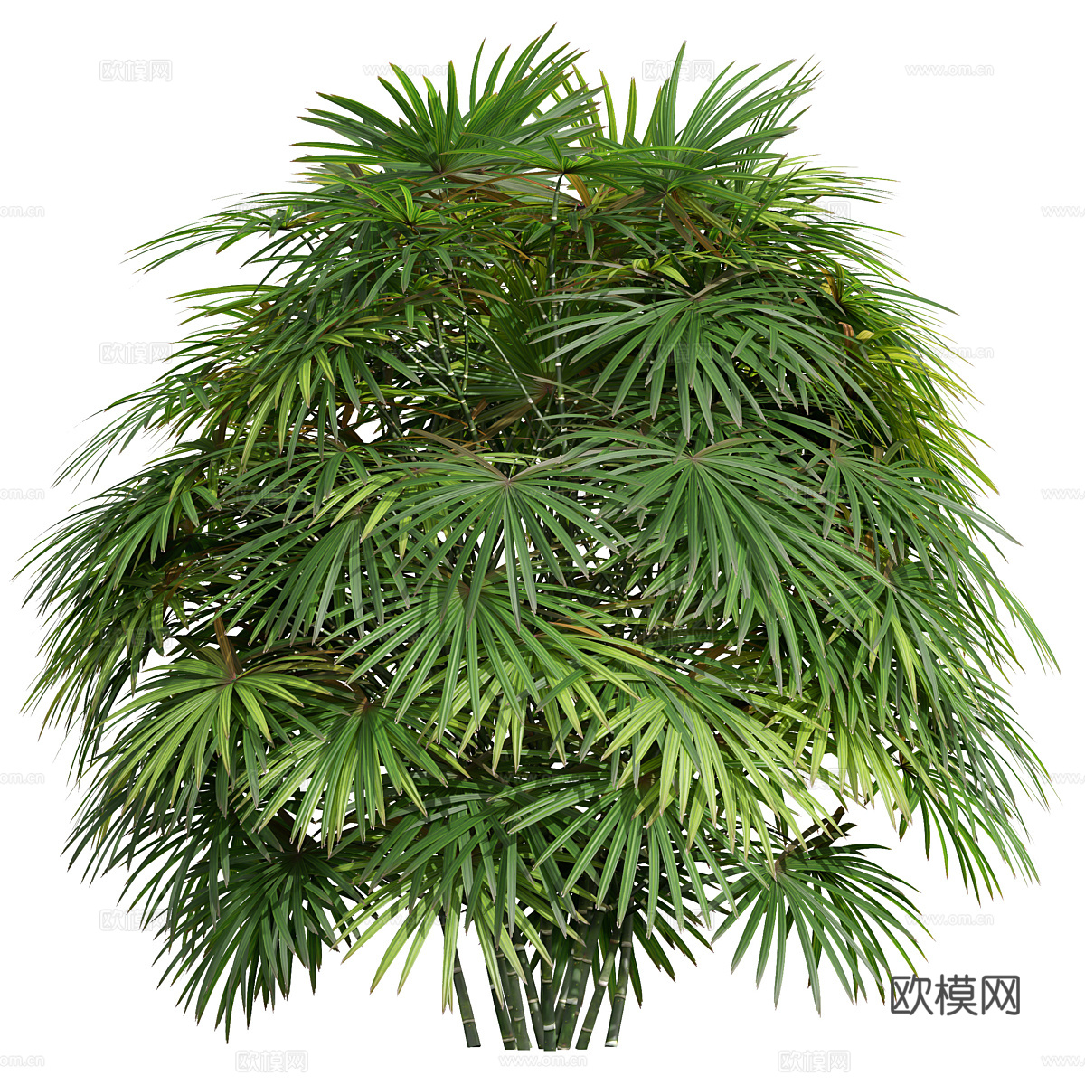 现代灌木 景观树3d模型
