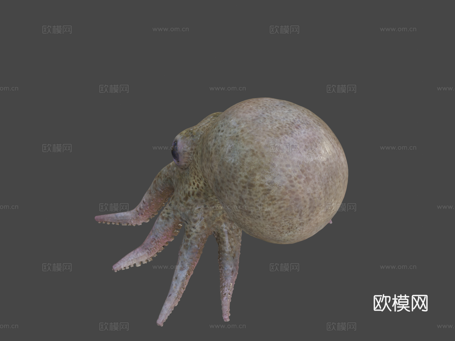 小章鱼3d模型