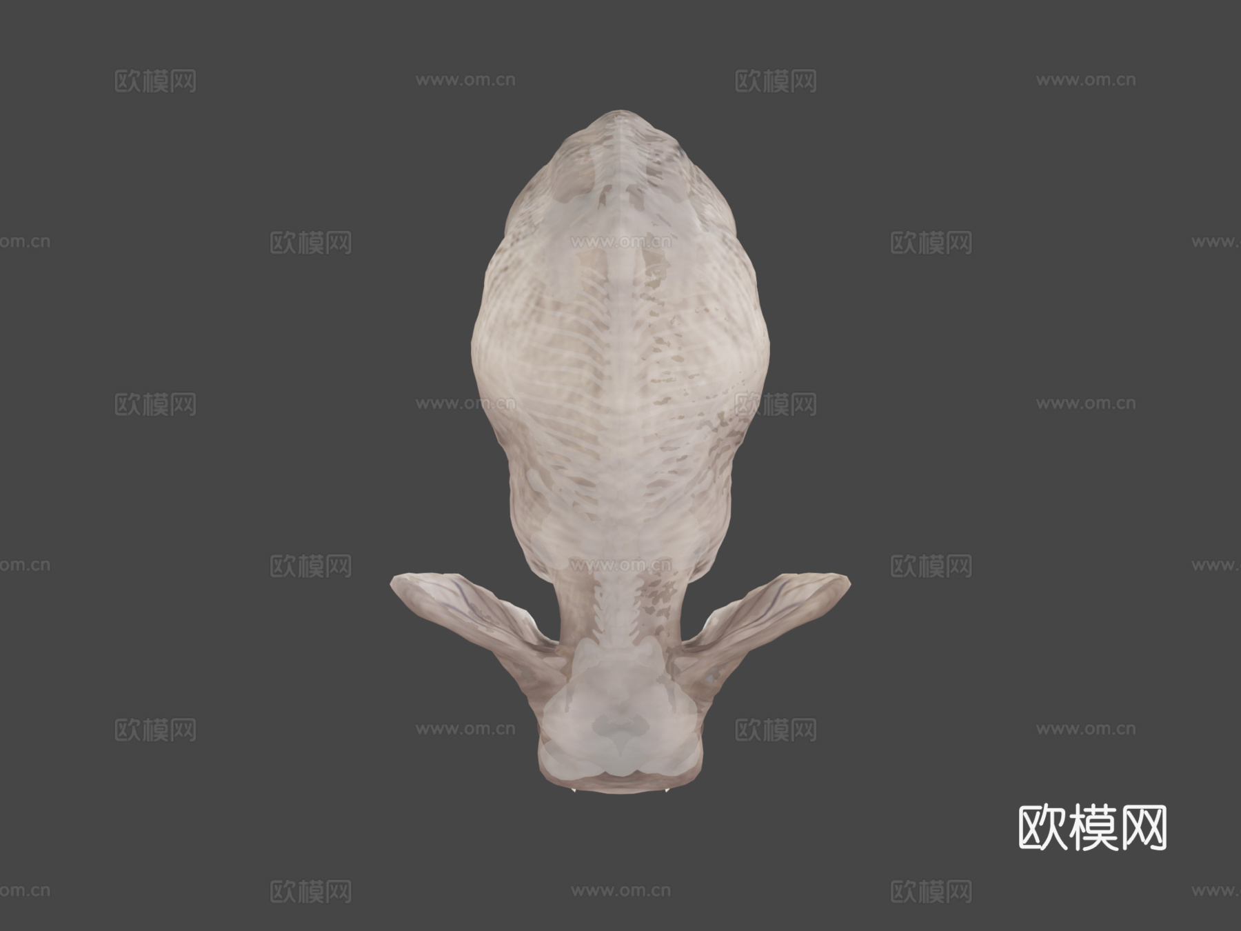 非洲象骨骼3d模型