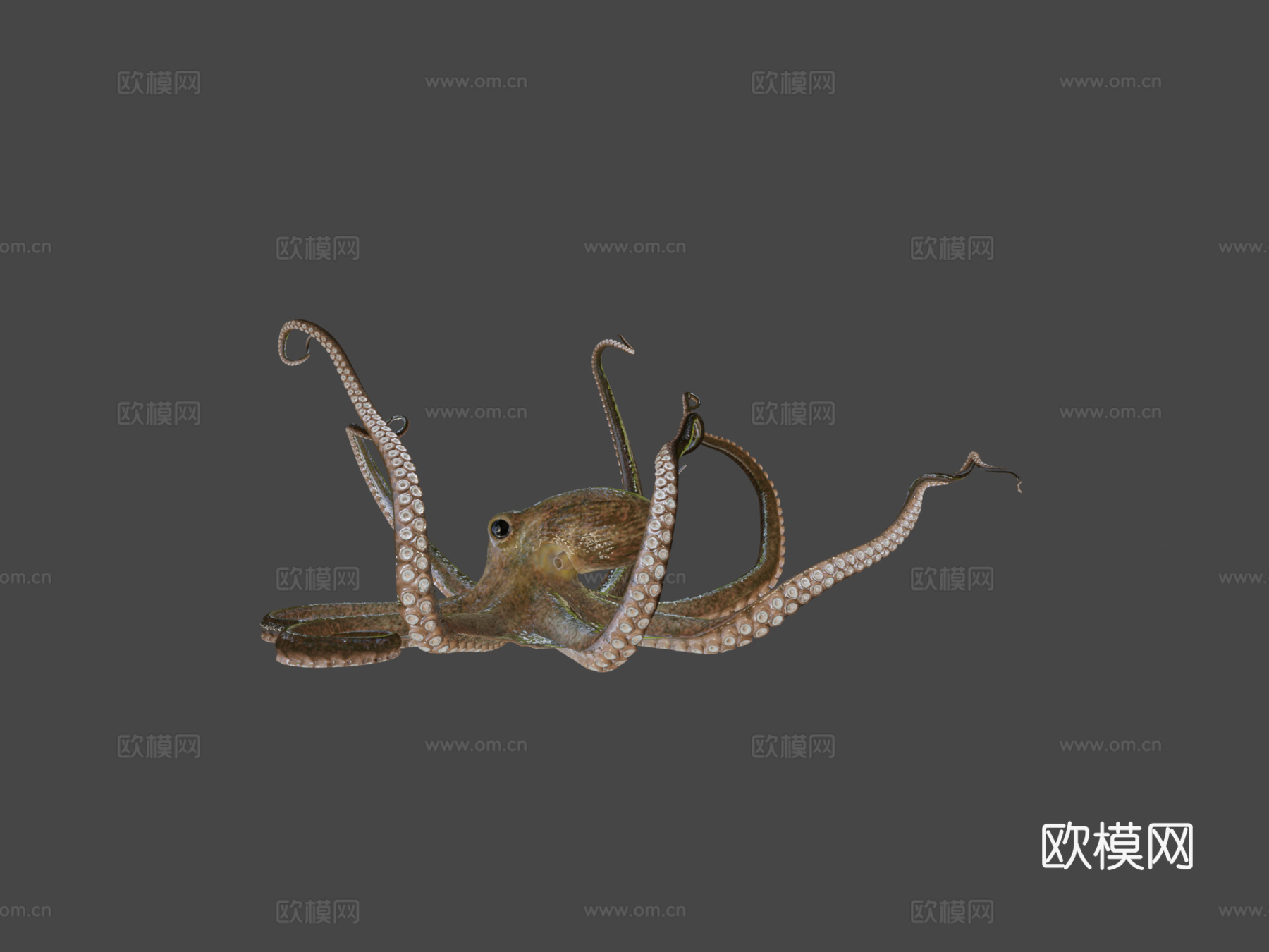 章鱼3d模型