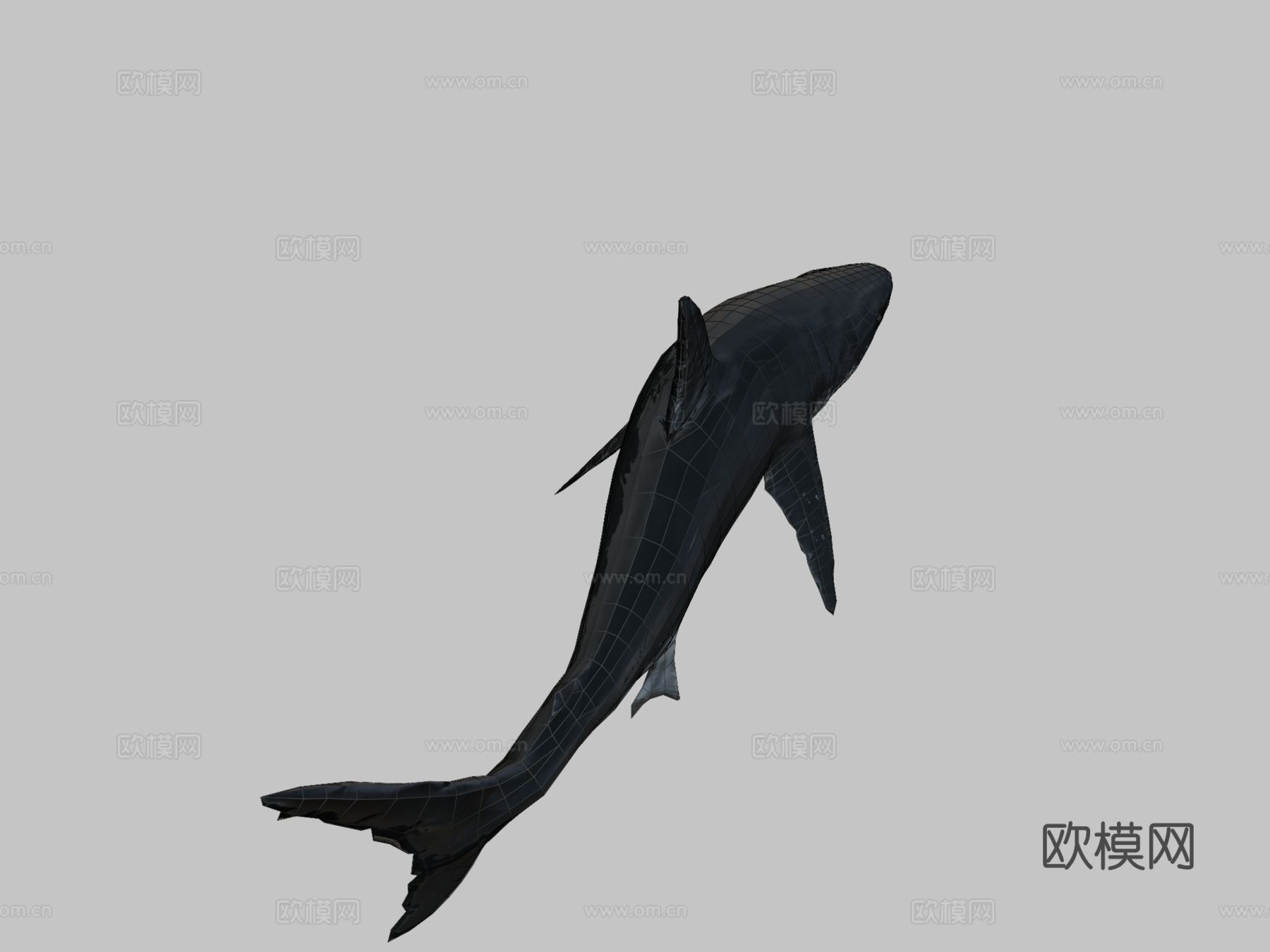 强大巨齿鲨3d模型